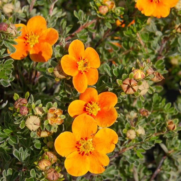 Ganzerik 'Hopley's Orange' - Image 2