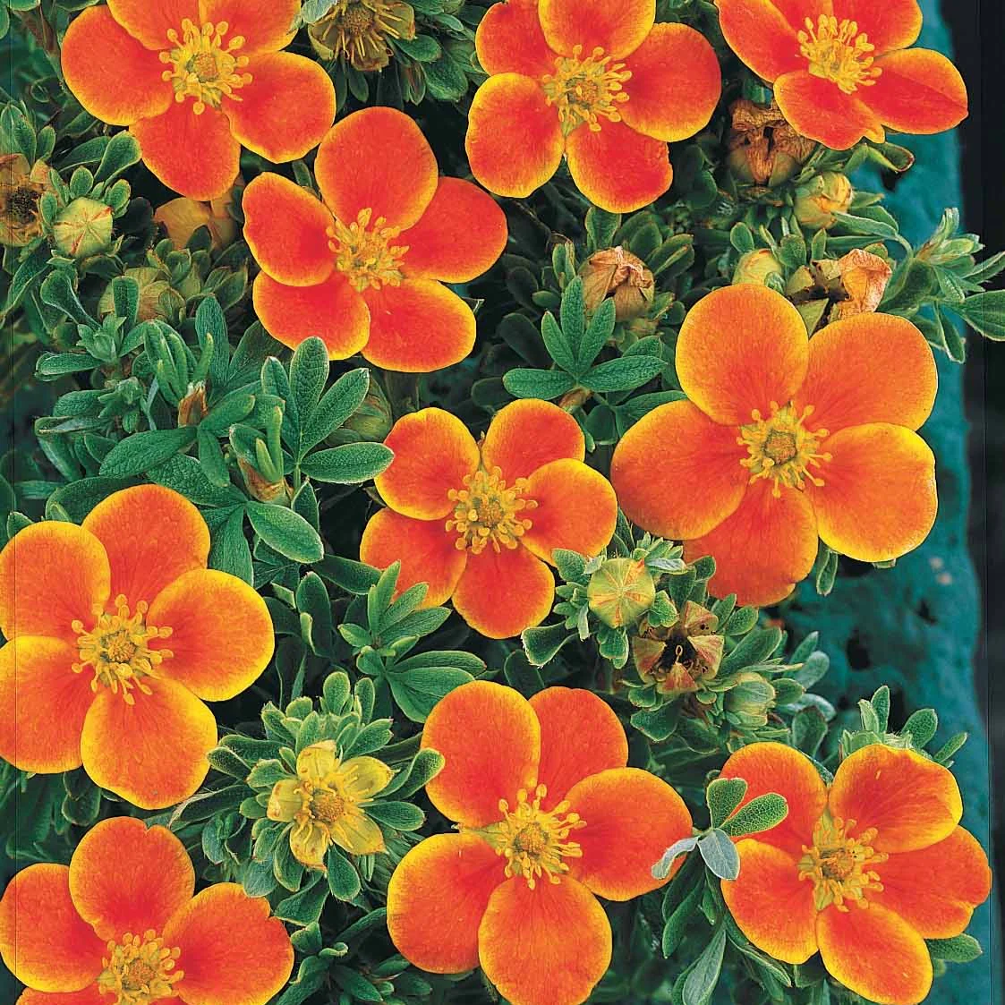 Ganzerik 'Hopley's Orange' - Image 3