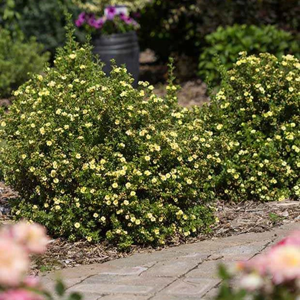 Ganzerik 'Lemon Meringue'