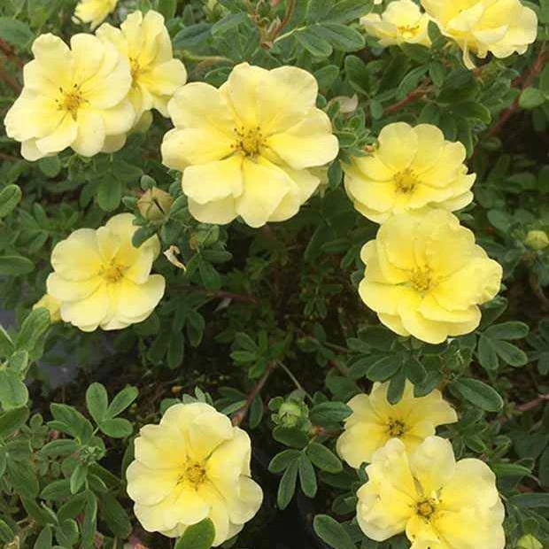 Ganzerik 'Lemon Meringue' - Image 2