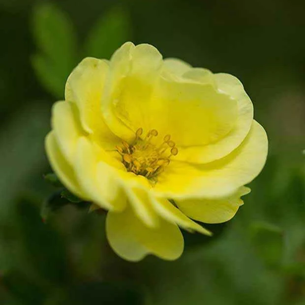Ganzerik 'Lemon Meringue' - Image 3