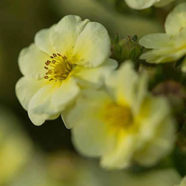 Ganzerik 'Lemon Meringue' - Image 4