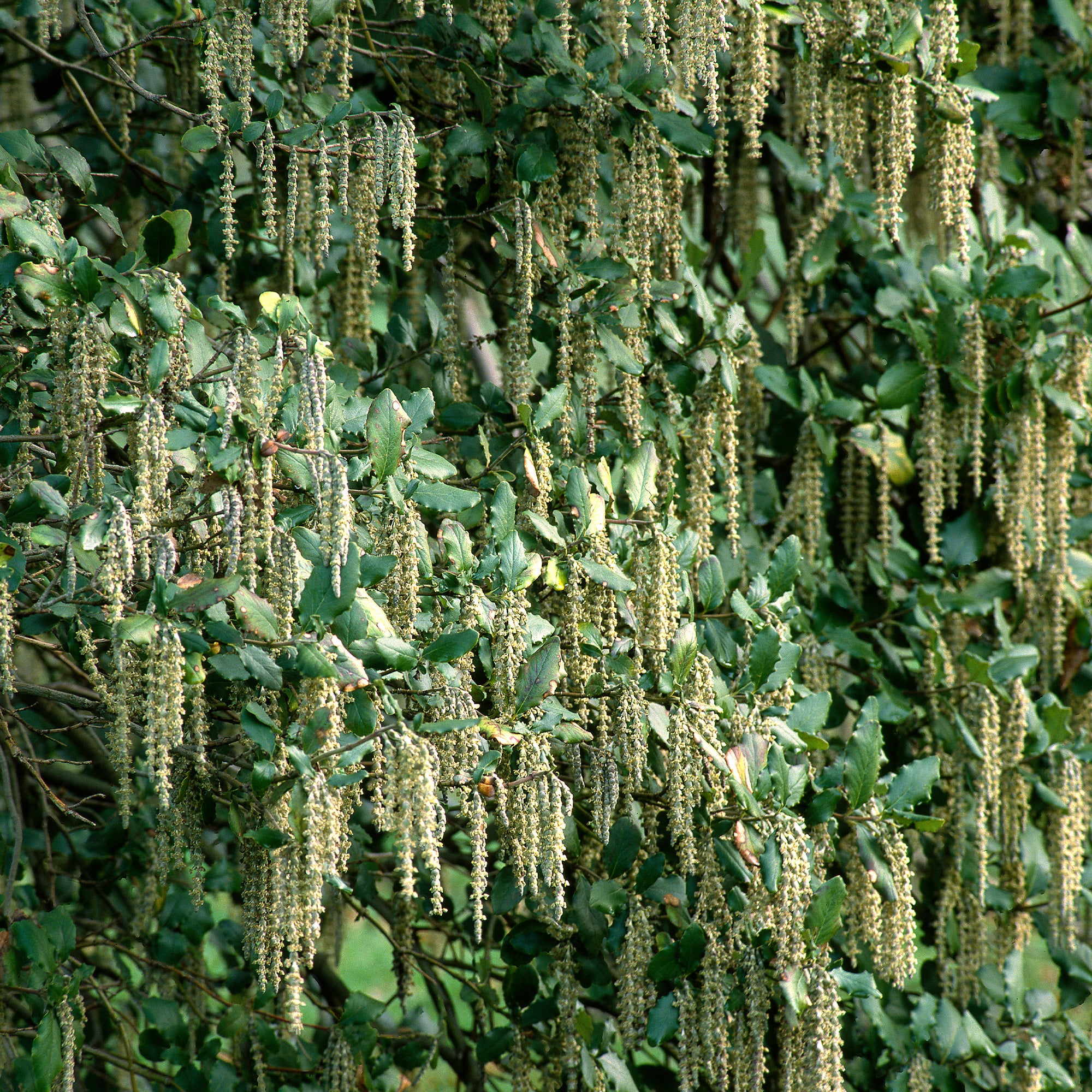 Garrya - Image 5