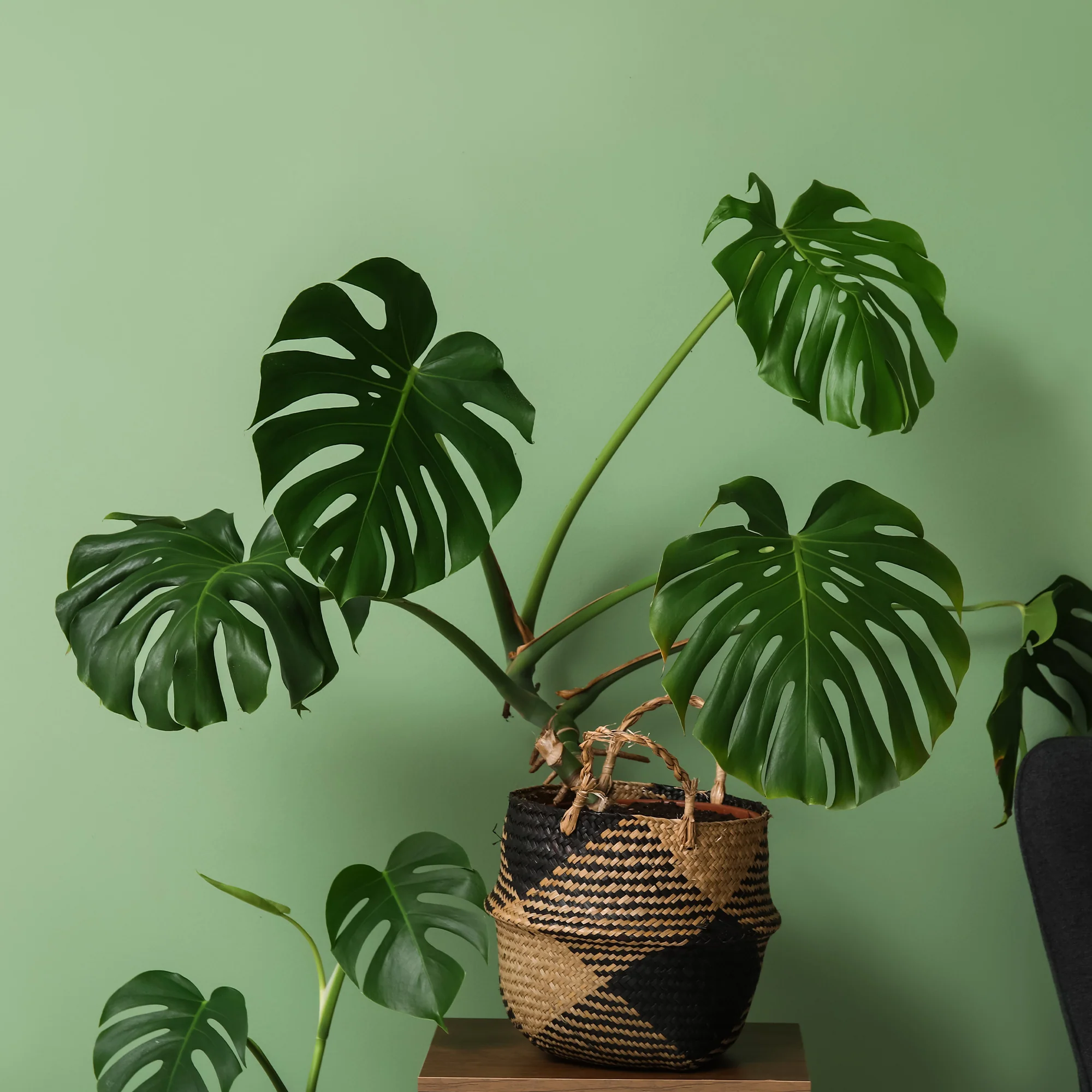Philodendron Monstera deliciosa - Image 3