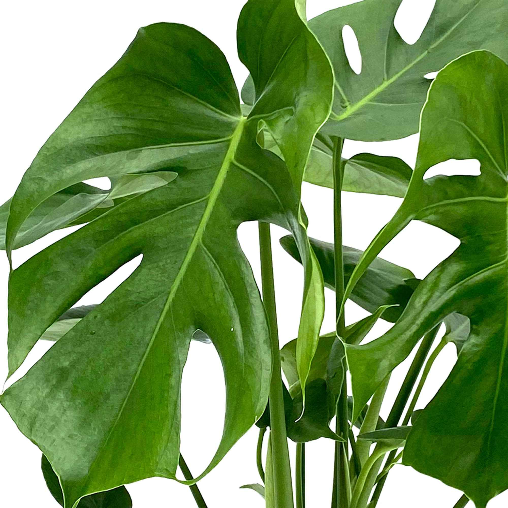 Philodendron Monstera deliciosa - Image 4