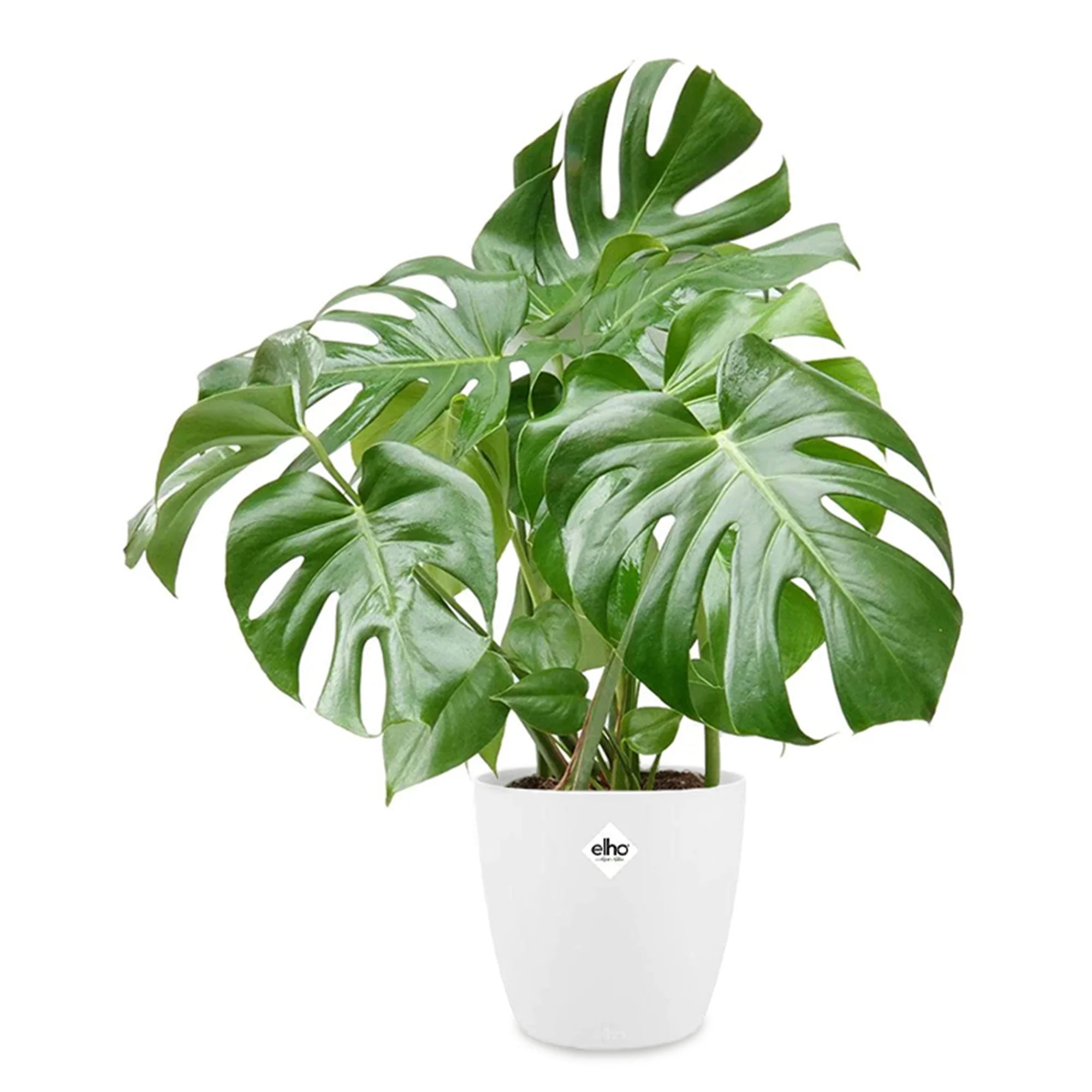 Philodendron Monstera incl. witte sierpot ELHO - Image 2