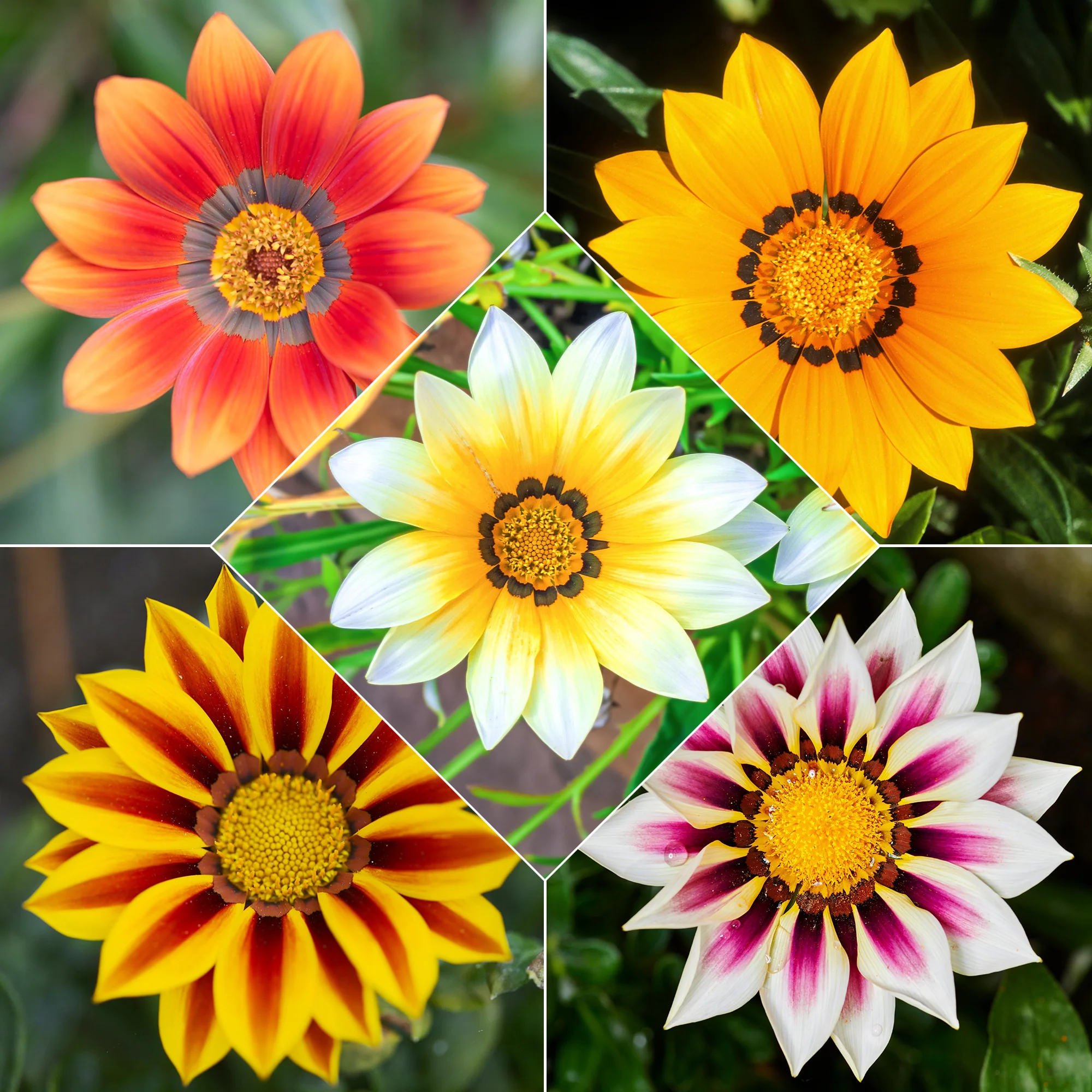 Gazania splendens Mix (x3)