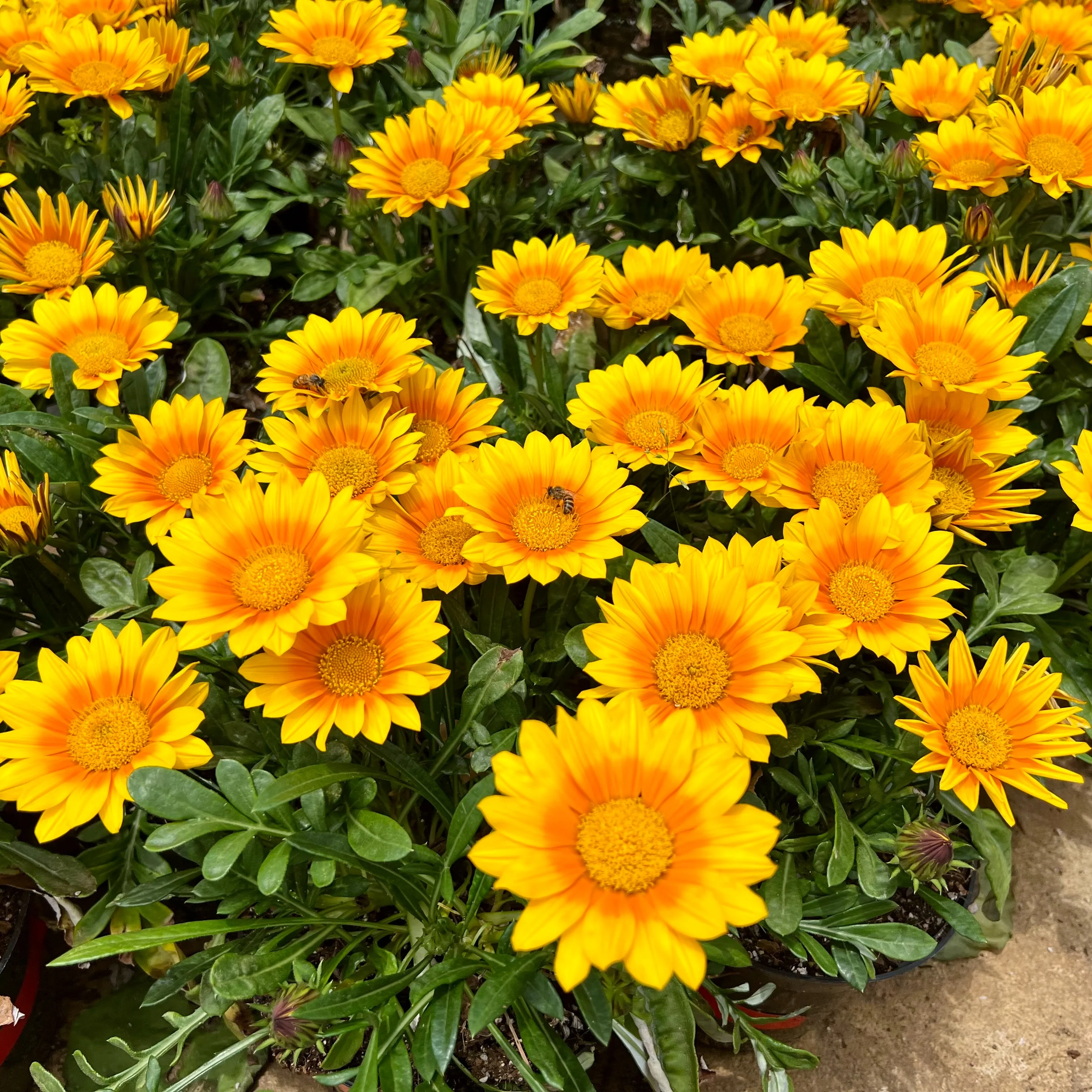 Gazania Suncarpet® - Image 2