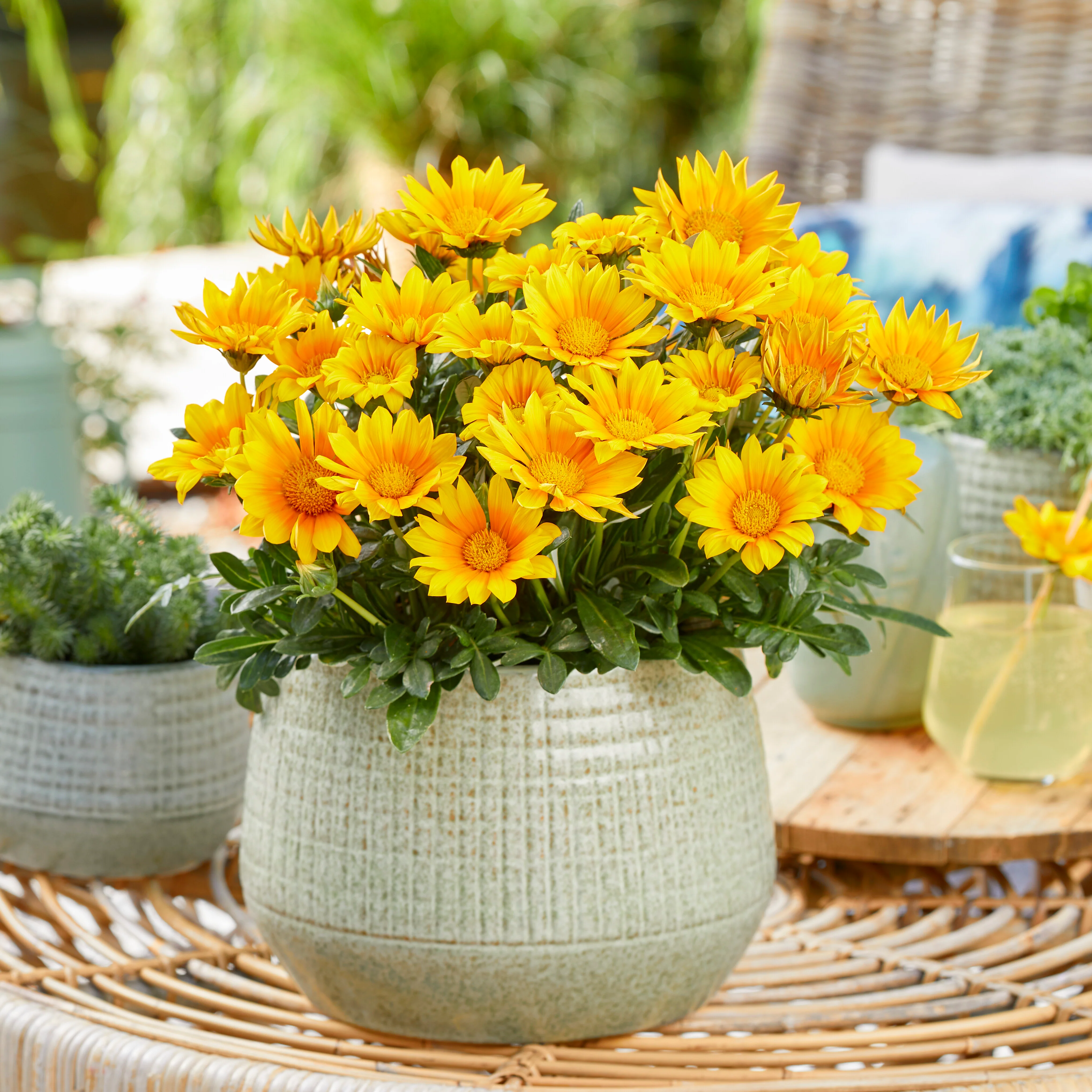 Gazania Suncarpet® - Image 3