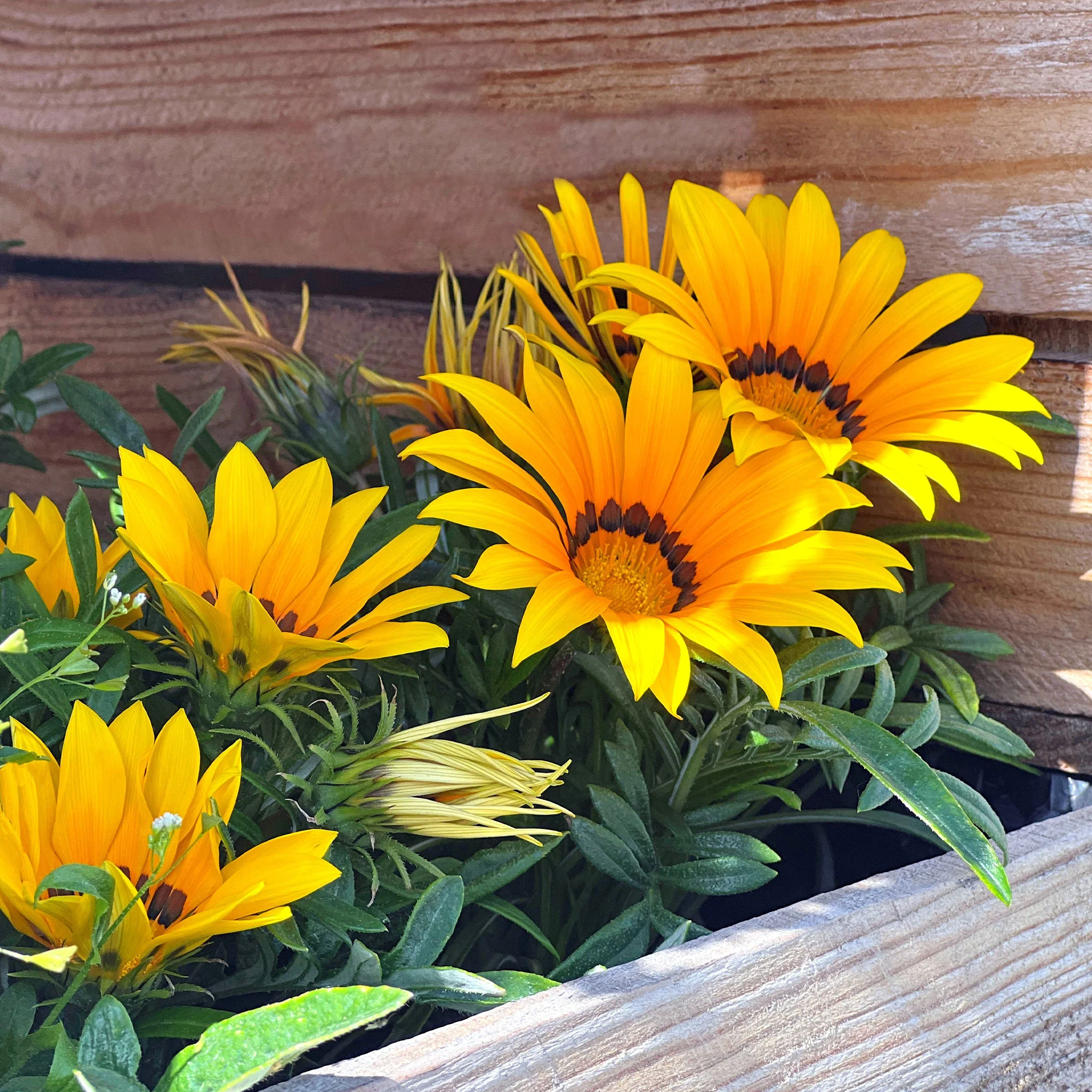 Gazania Suncarpet® - Image 4