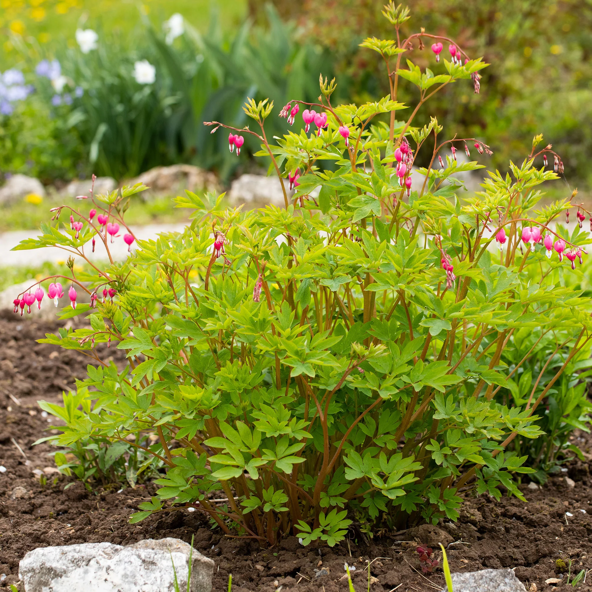 Miniatuur 2