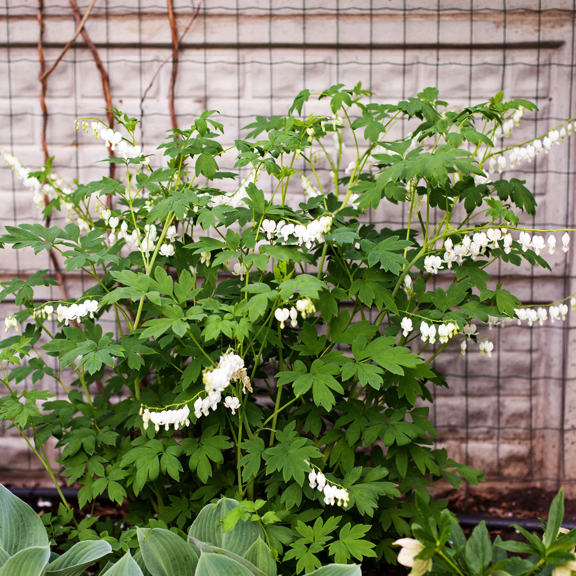 Gebroken hartje 'Alba'
