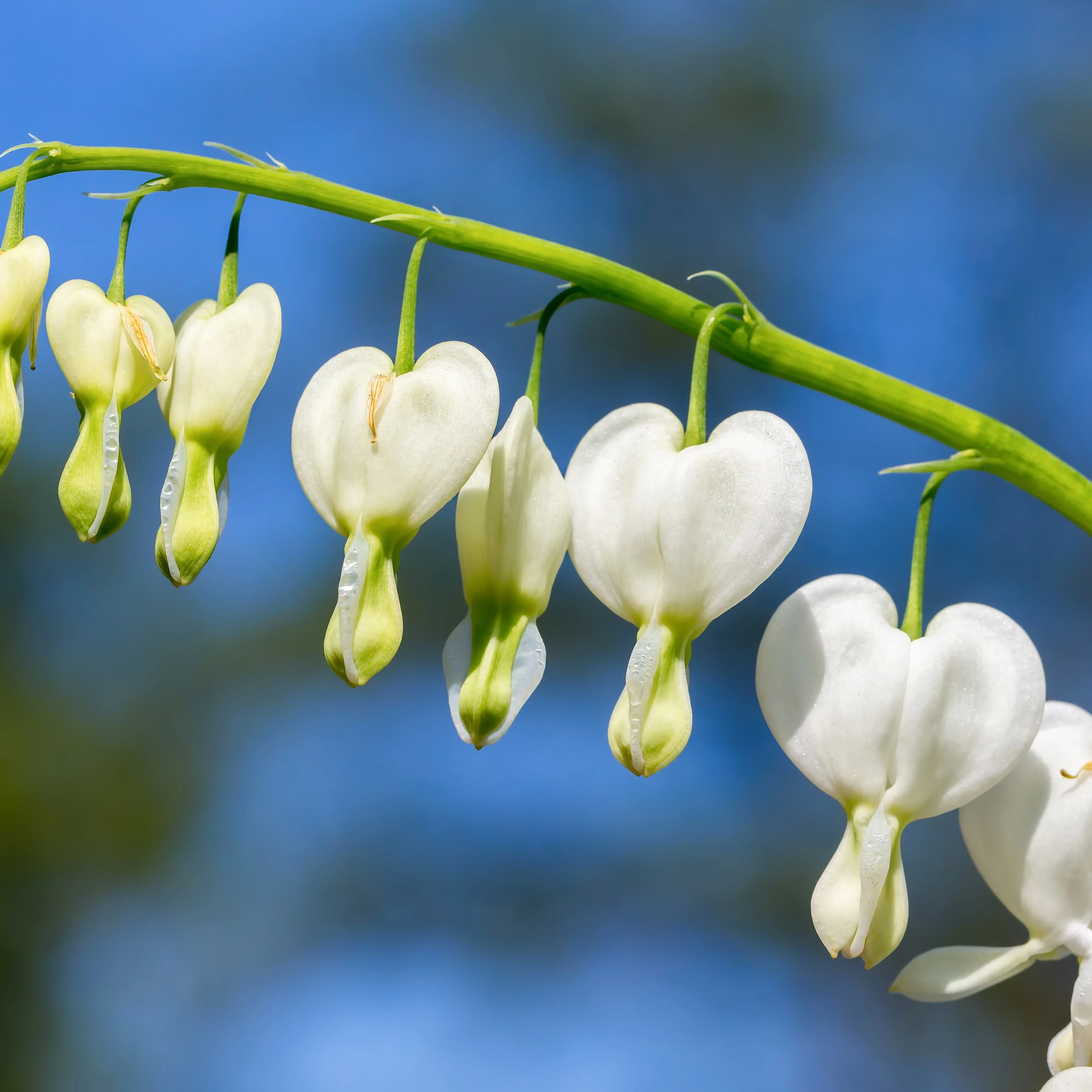 Gebroken hartje 'Alba' - Image 3