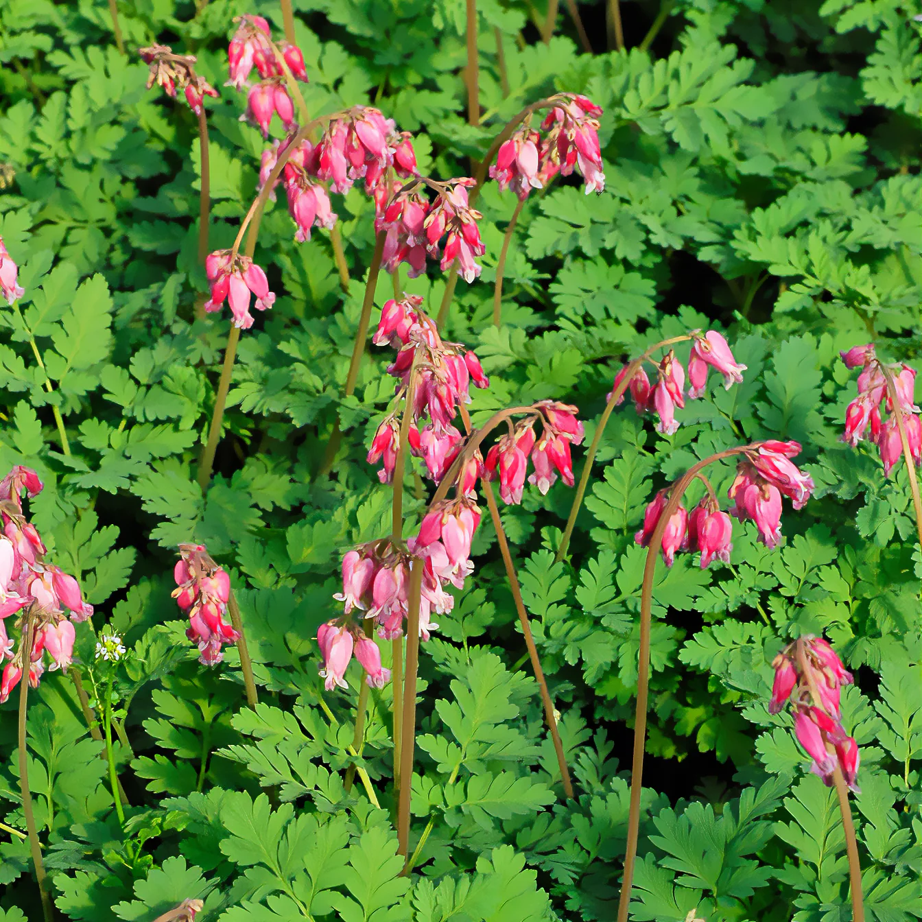 Gebroken hartje 'Luxuriant'
