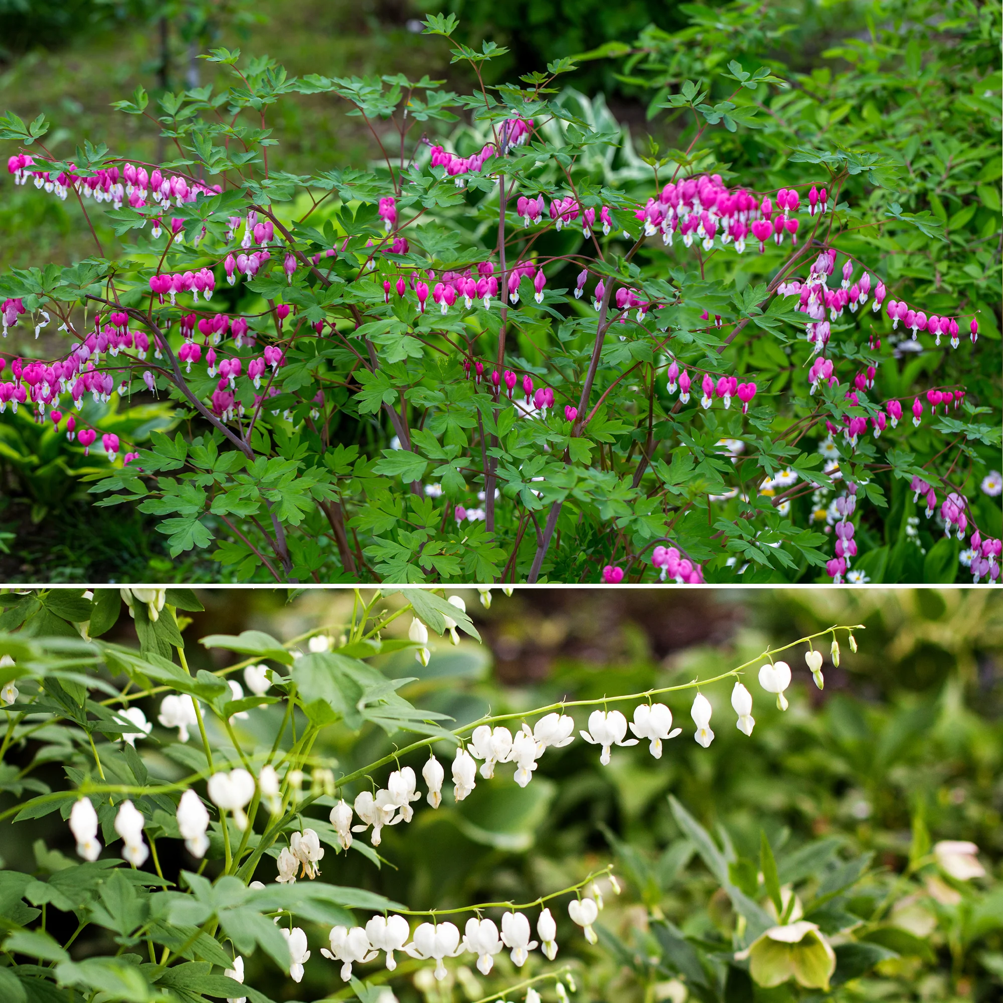 Gebroken hartje Mix - 3x roze + 1x wit (x4)