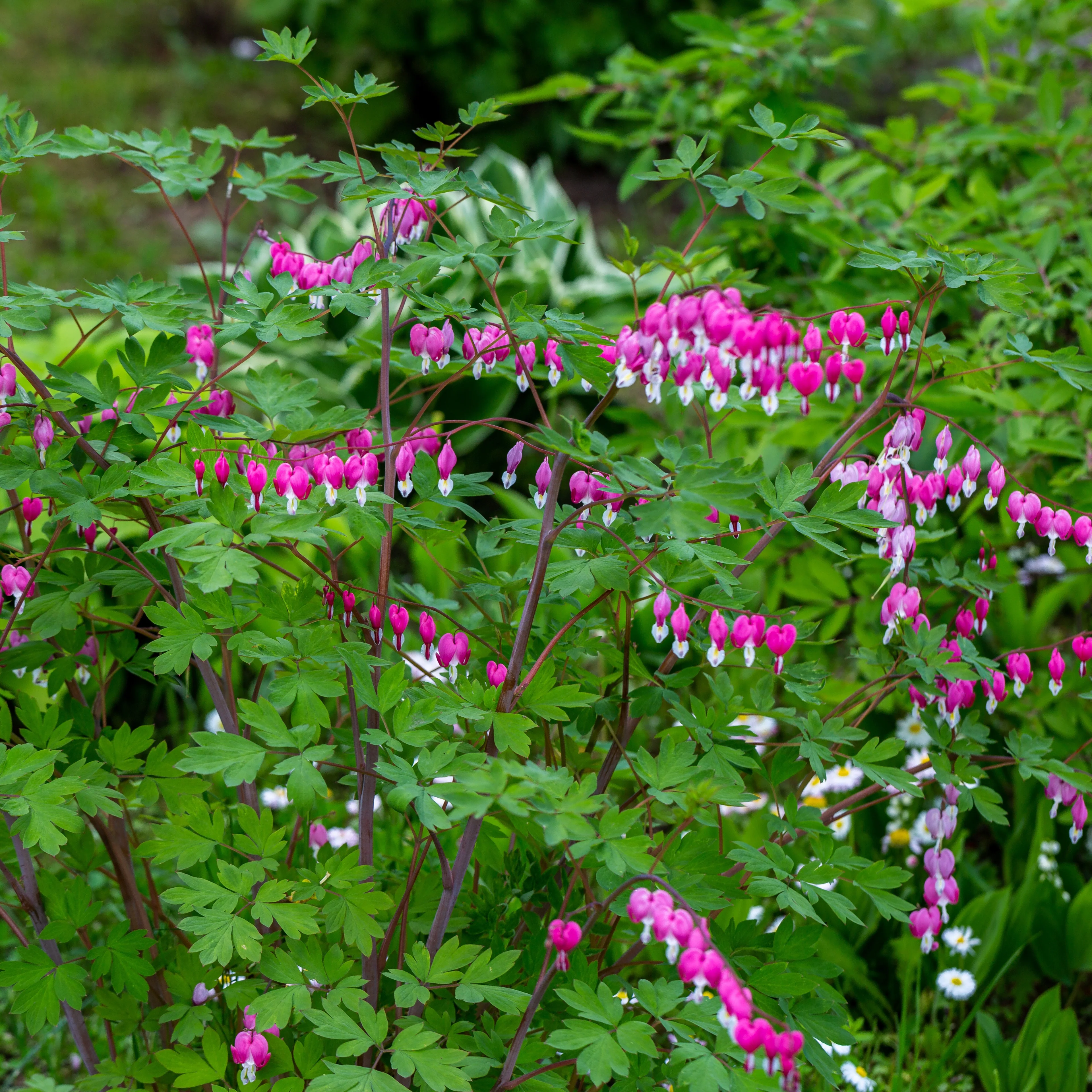 Gebroken hartje Mix - 3x roze + 1x wit (x4) - Image 2