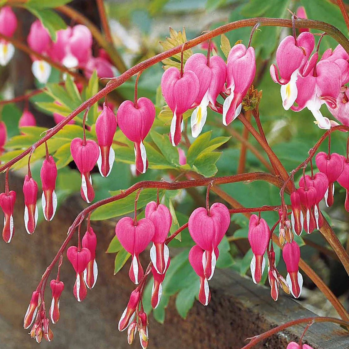 Gebroken hartje Mix - 3x roze + 1x wit (x4) - Image 5