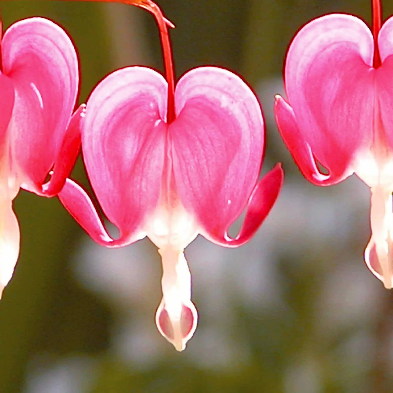 Gebroken hartje Mix - 3x roze + 1x wit (x4) - Image 9