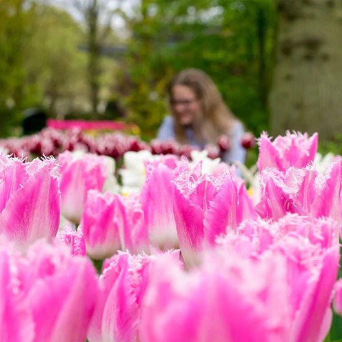 Gefranjerde tulp Huis ten Bosch (x20) - Image 2