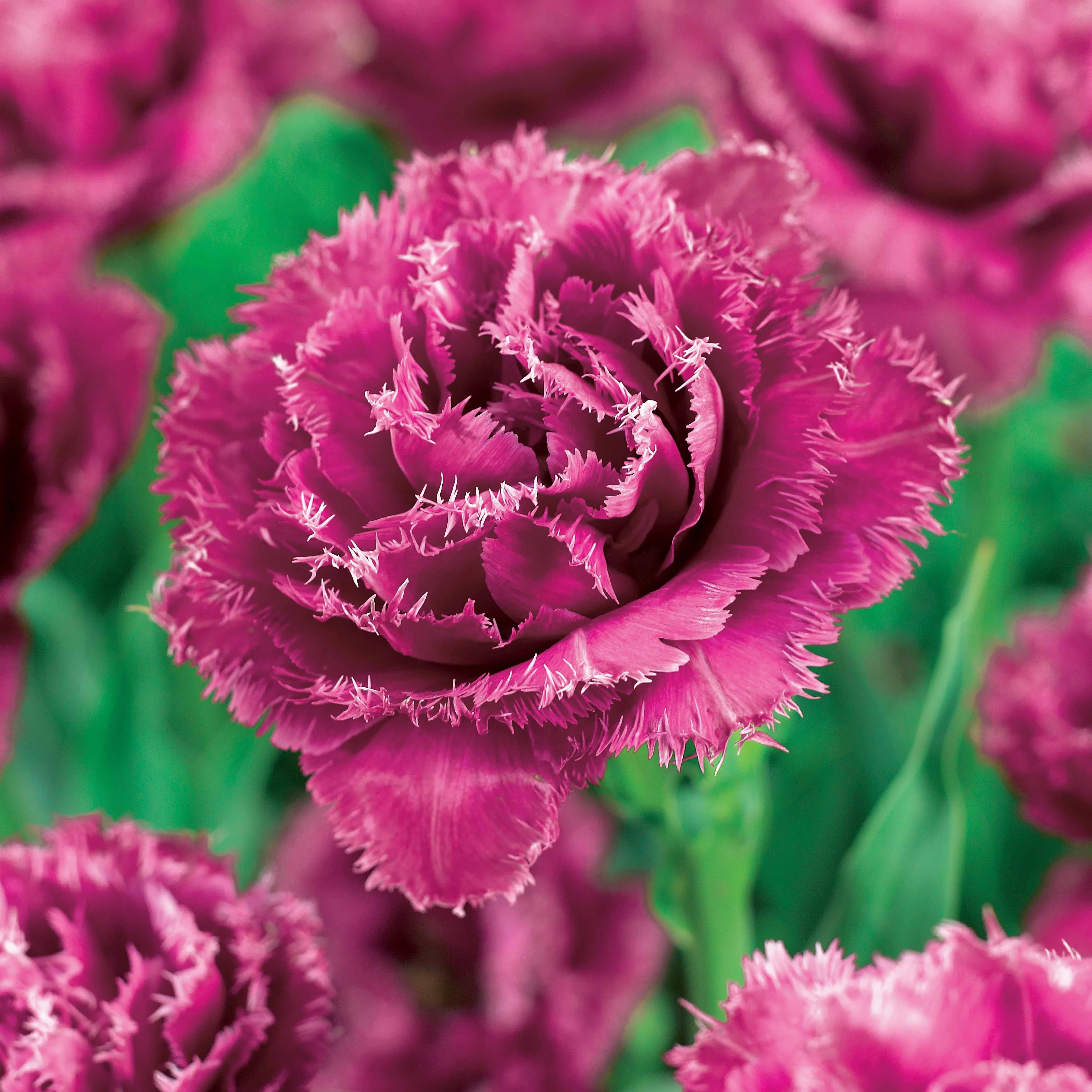 Gefranjerde Tulpen collectie: 'Queensland' + 'Mascotte' + 'Vaya con Dio' (x15) - Image 2