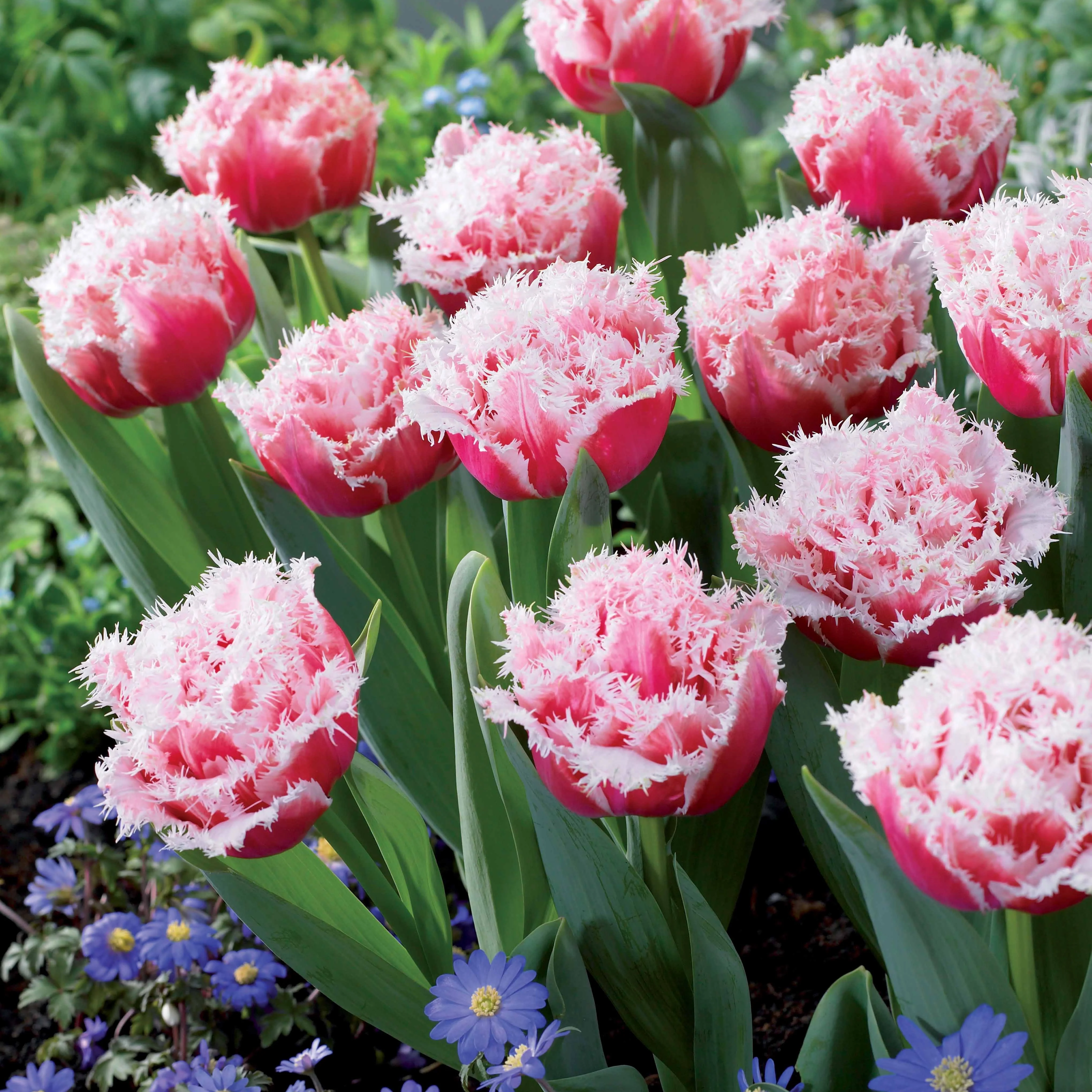 Gefranjerde Tulpen collectie: 'Queensland' + 'Mascotte' + 'Vaya con Dio' (x15) - Image 4