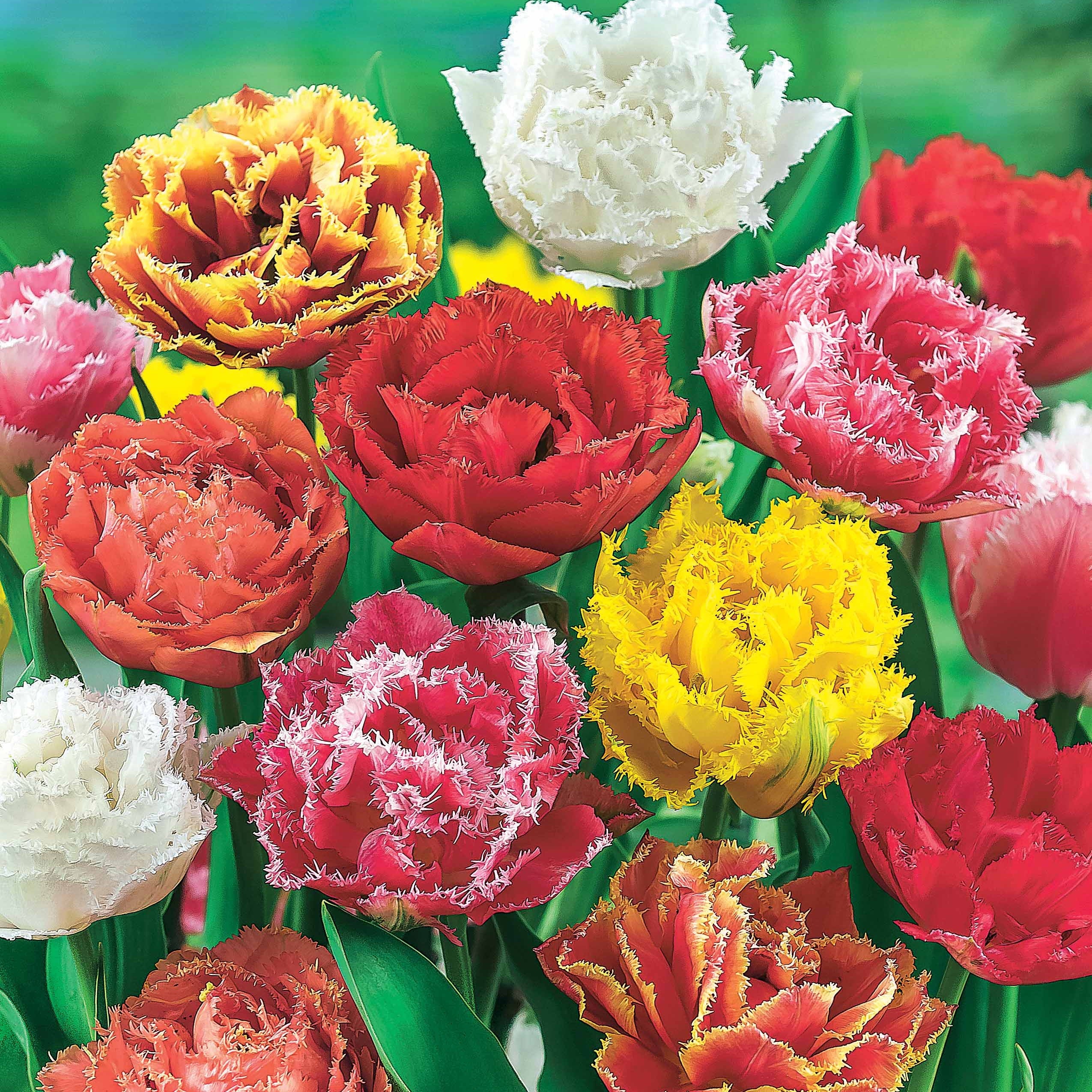 Gefranjerde tulpen gemengd (x20)