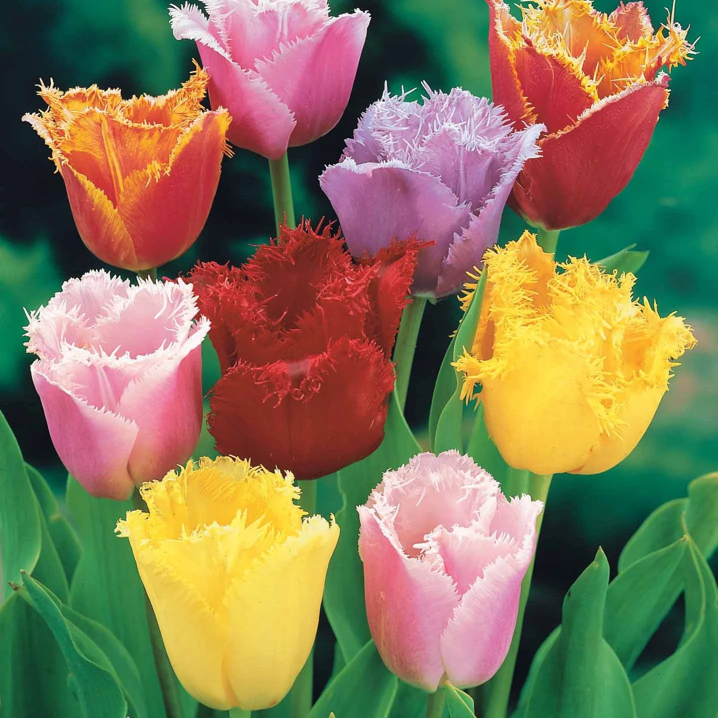 Gefranjerde tulpen gemengd (x20) - Image 2