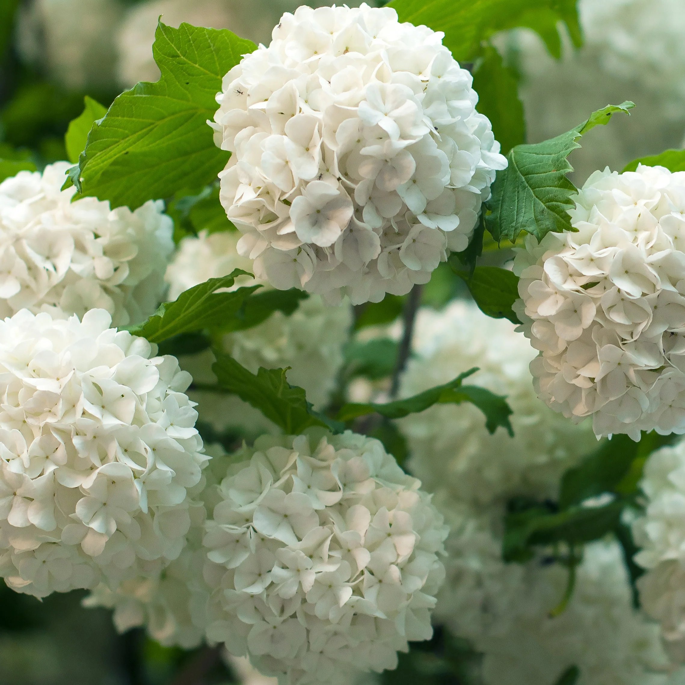 Gelderse roos 'Roseum'