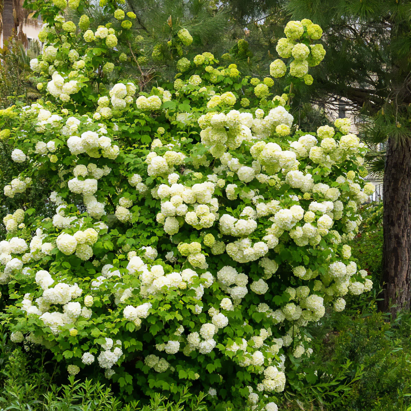Gelderse roos 'Roseum' - Image 2