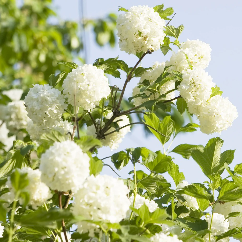 Gelderse roos 'Roseum' - Image 3