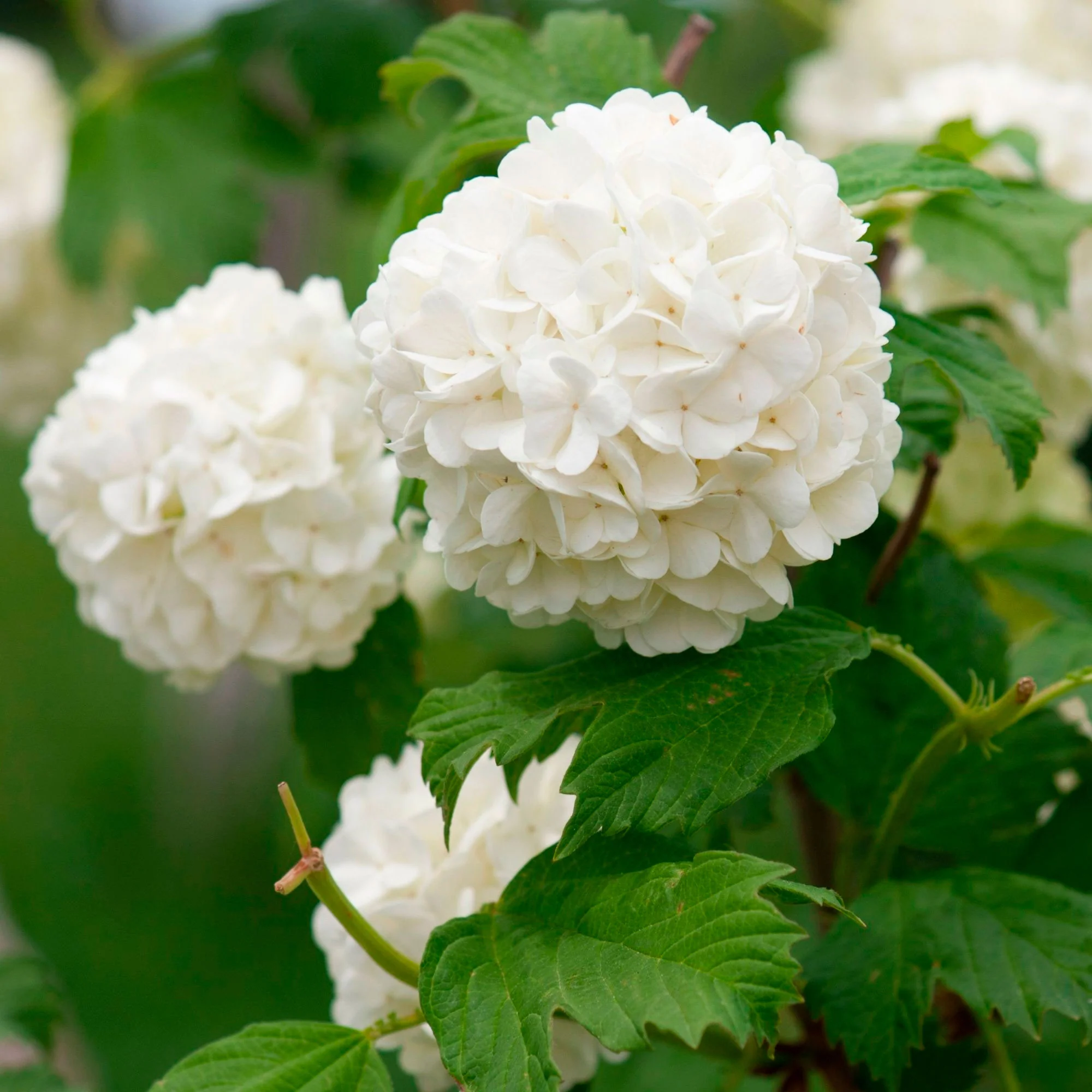 Gelderse roos 'Roseum' - Image 4