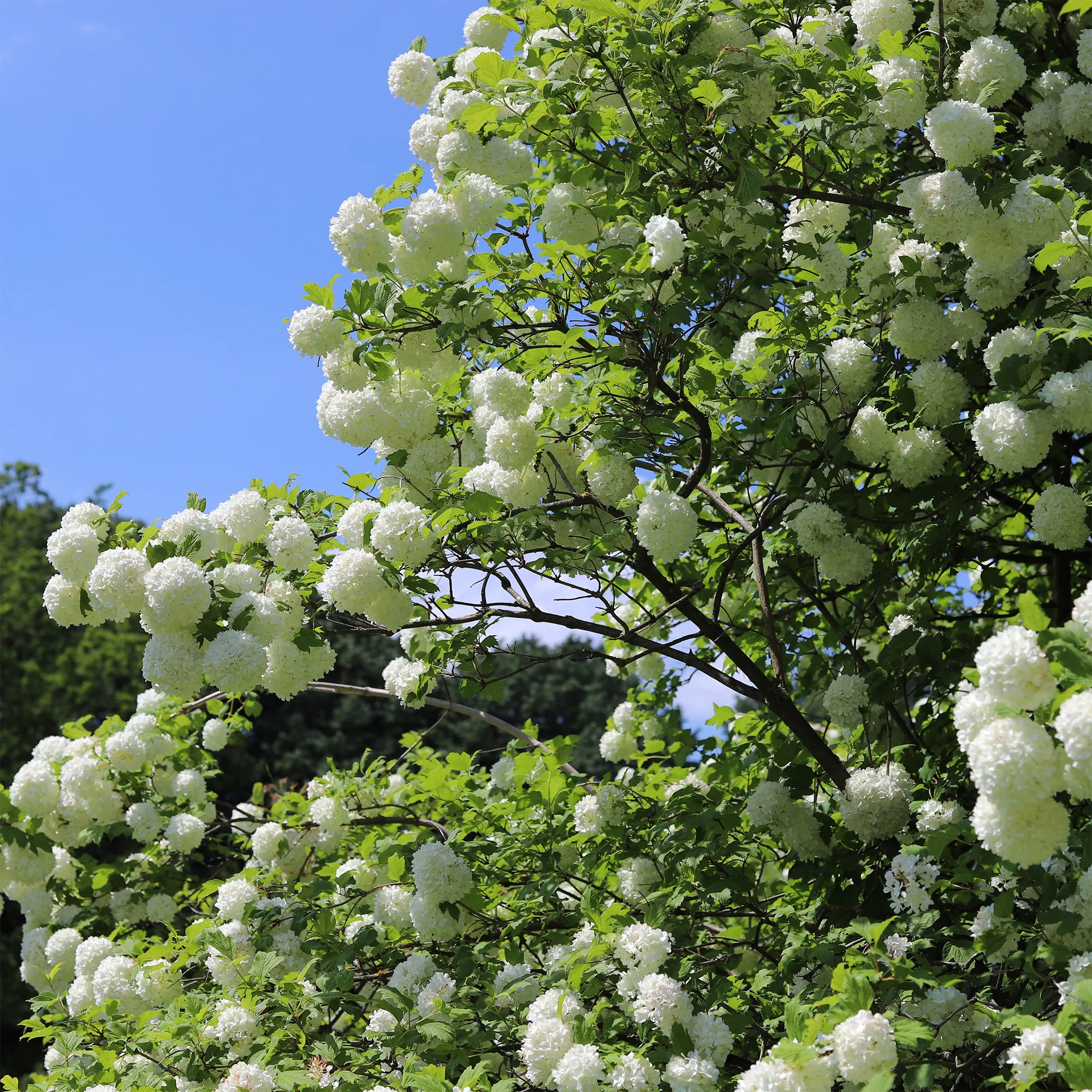 Gelderse roos 'Roseum' - Image 5
