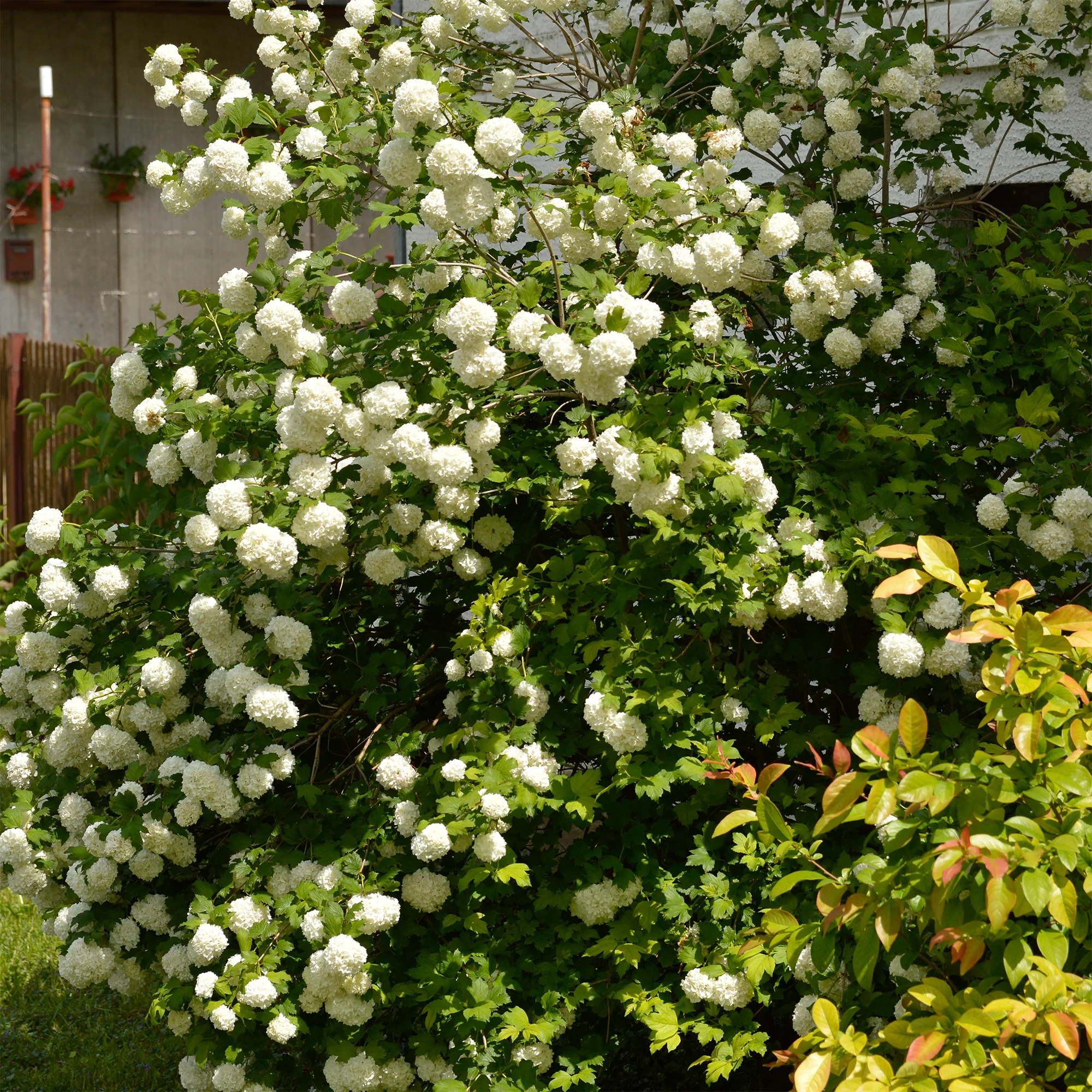 Gelderse roos 'Roseum' - Image 6