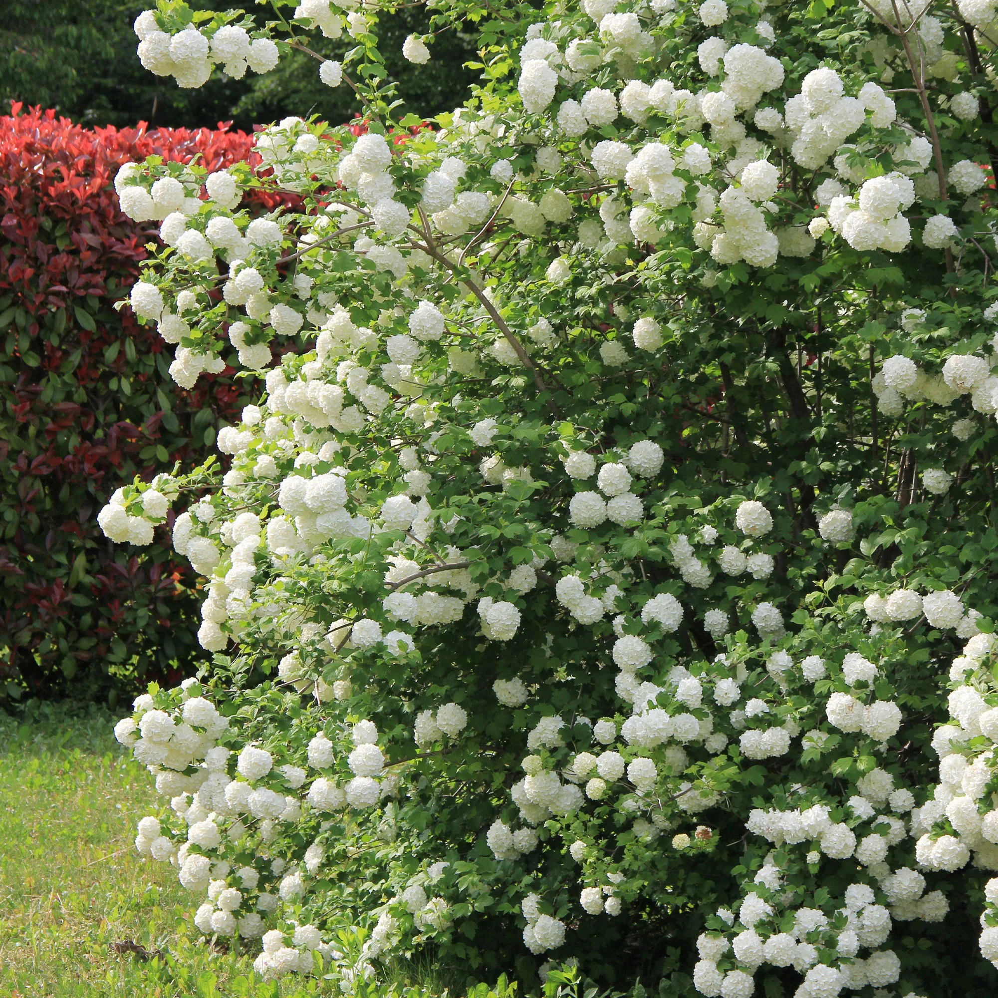 Gelderse roos 'Roseum' - Image 9