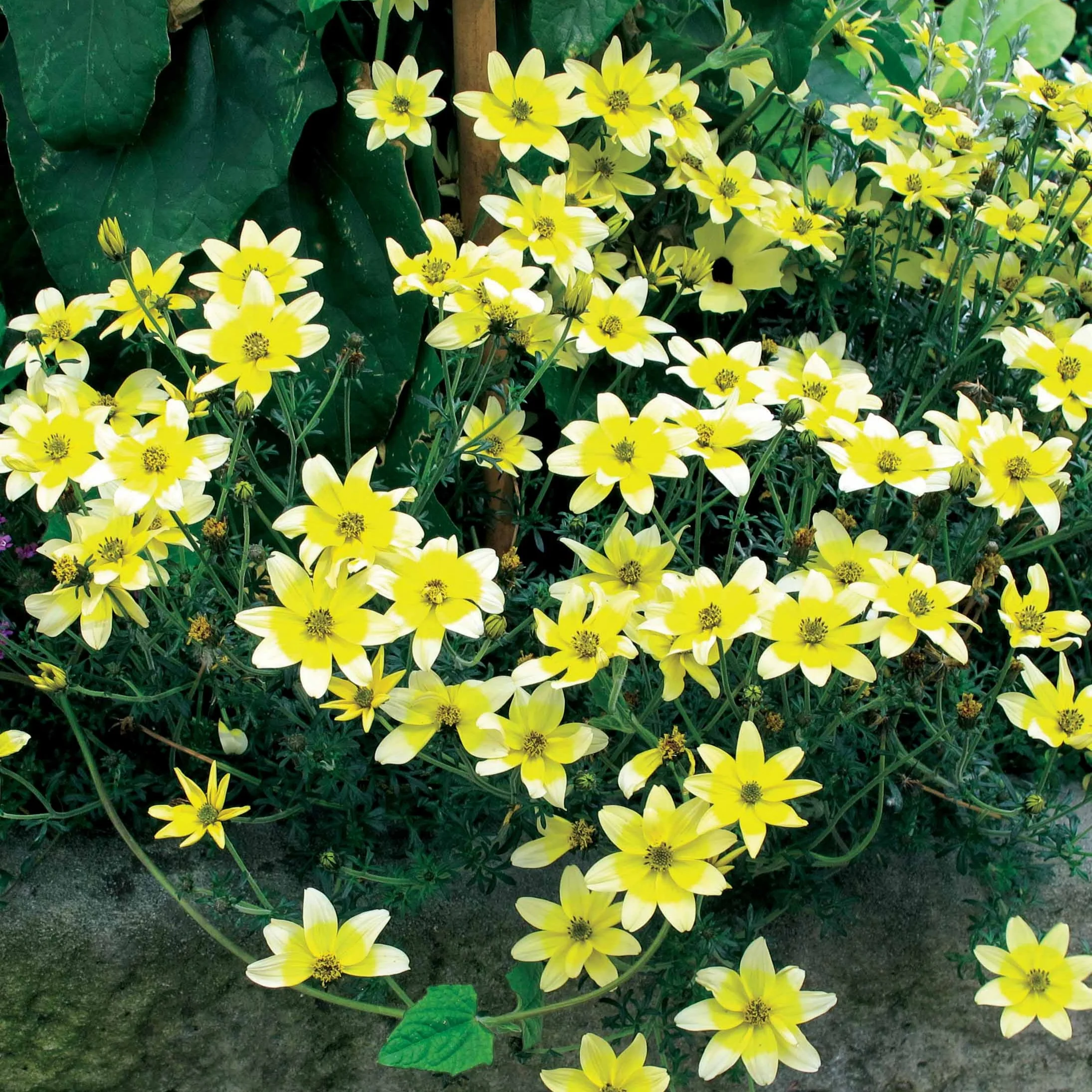 Gele bidens (x3)