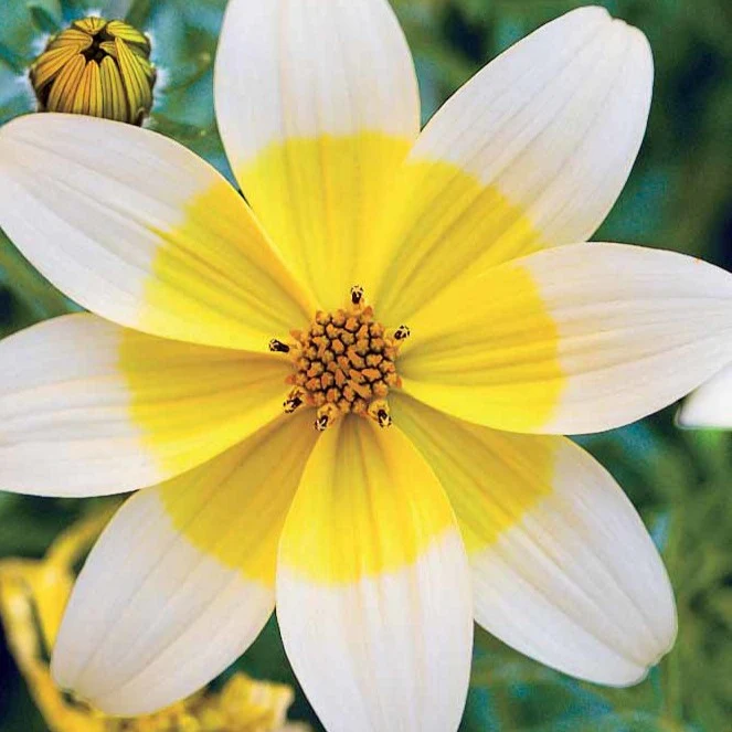 Gele bidens (x3) - Image 2