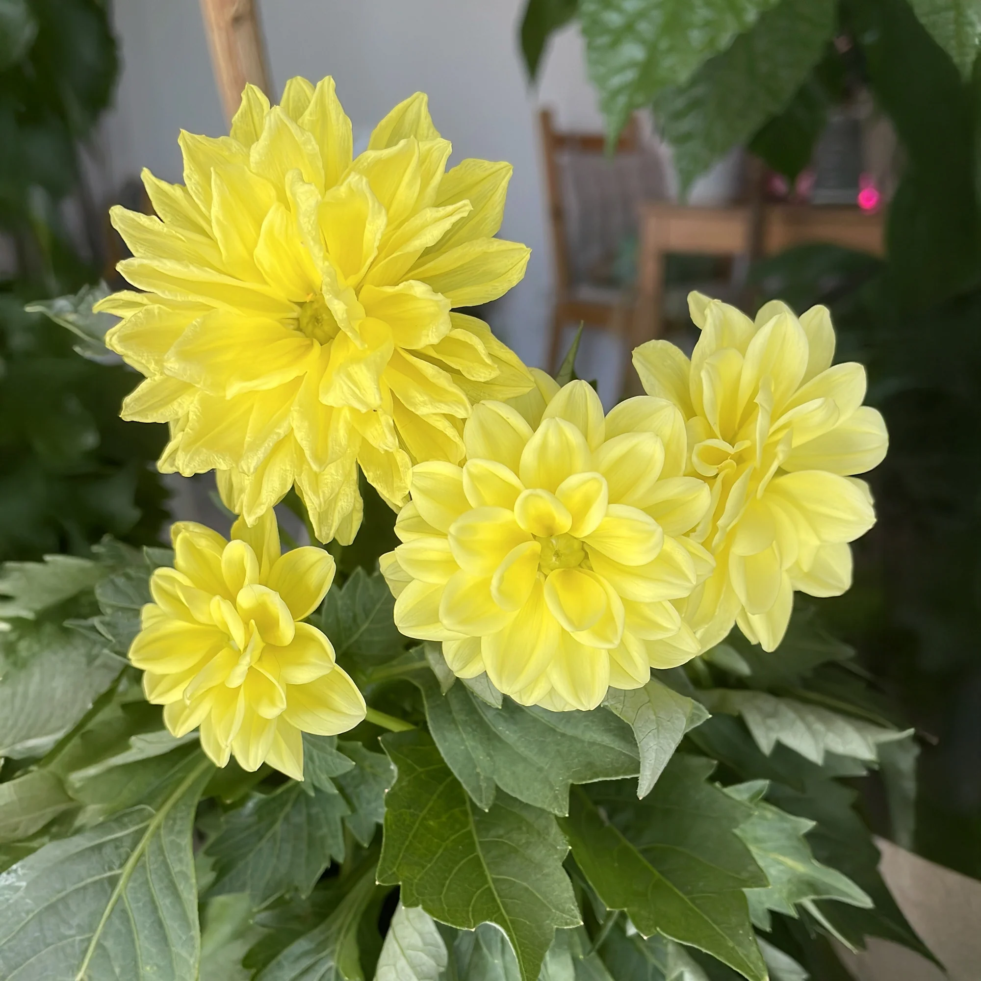 Gele Dahlia