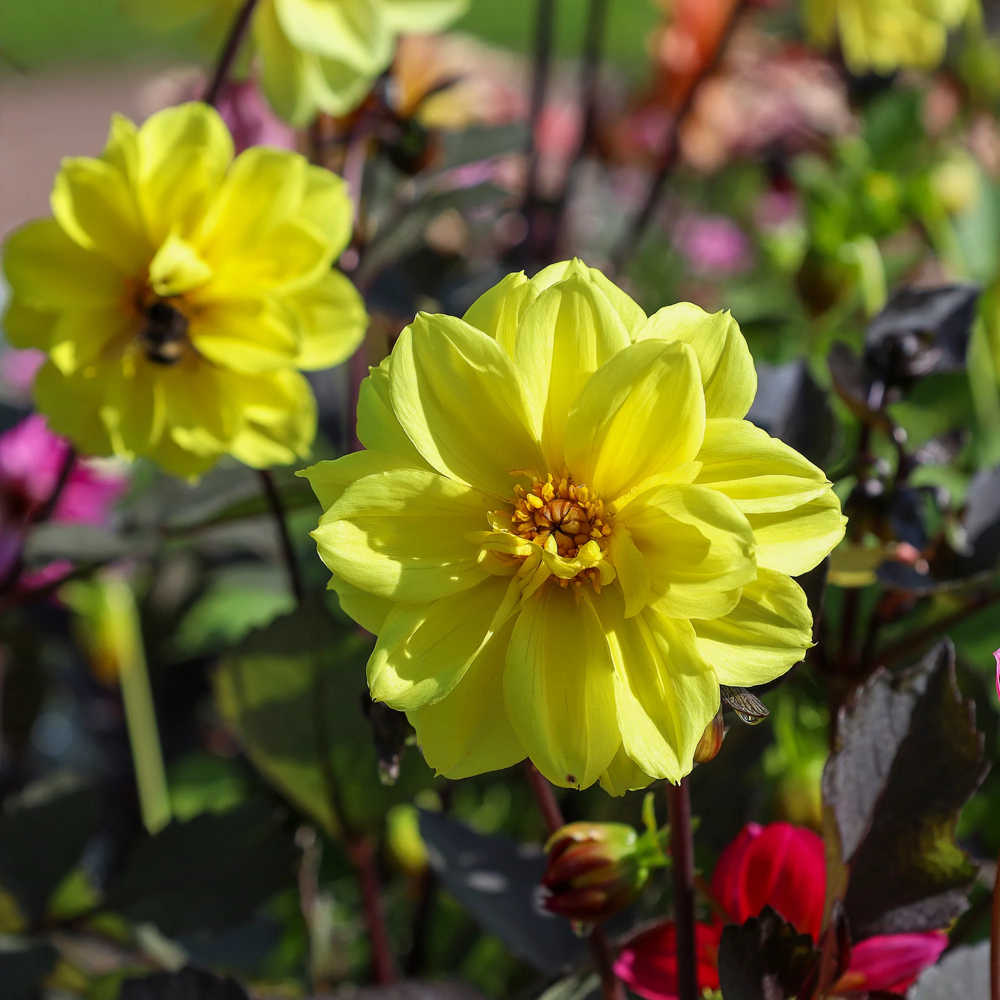 Gele Dahlia - Image 2