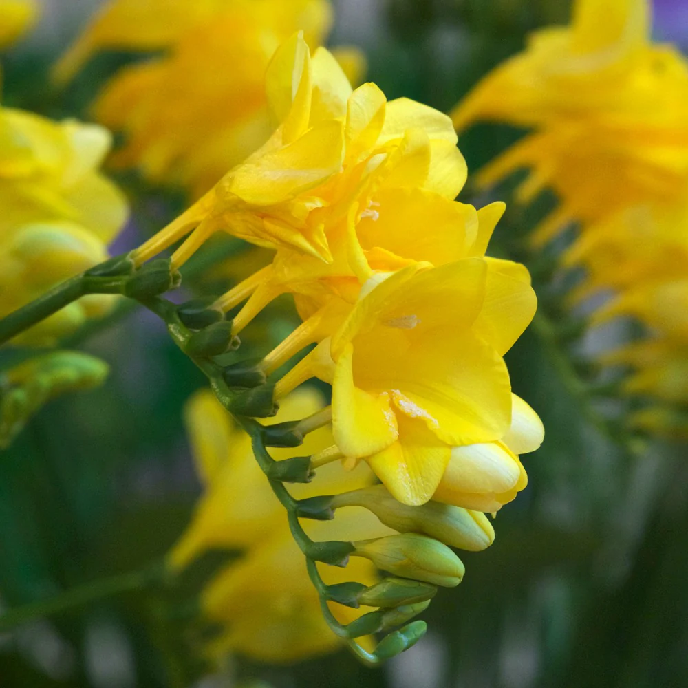 Gele Freesia