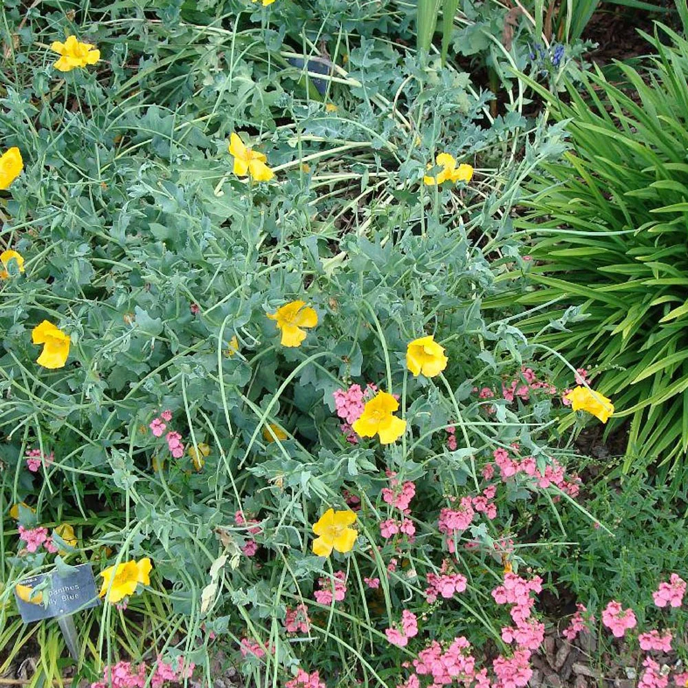 Gele hoornpapaver - Image 3