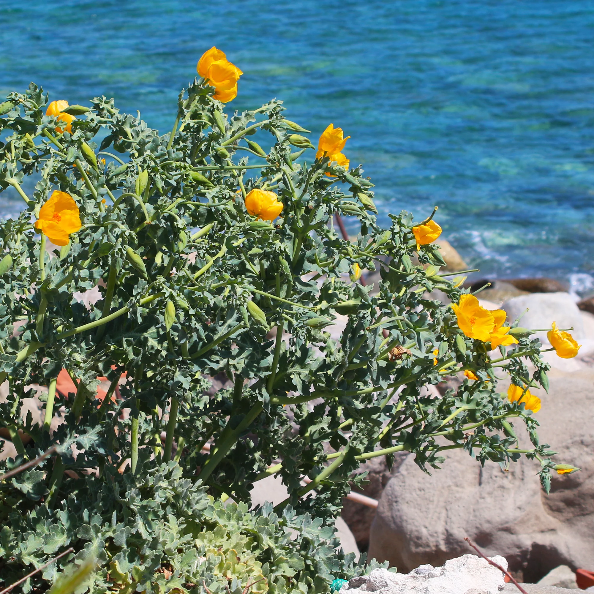 Gele hoornpapaver - Image 4