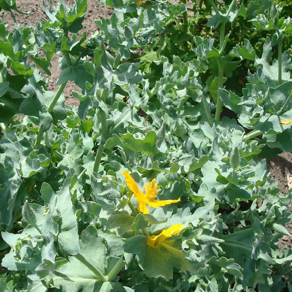 Gele hoornpapaver - Image 5
