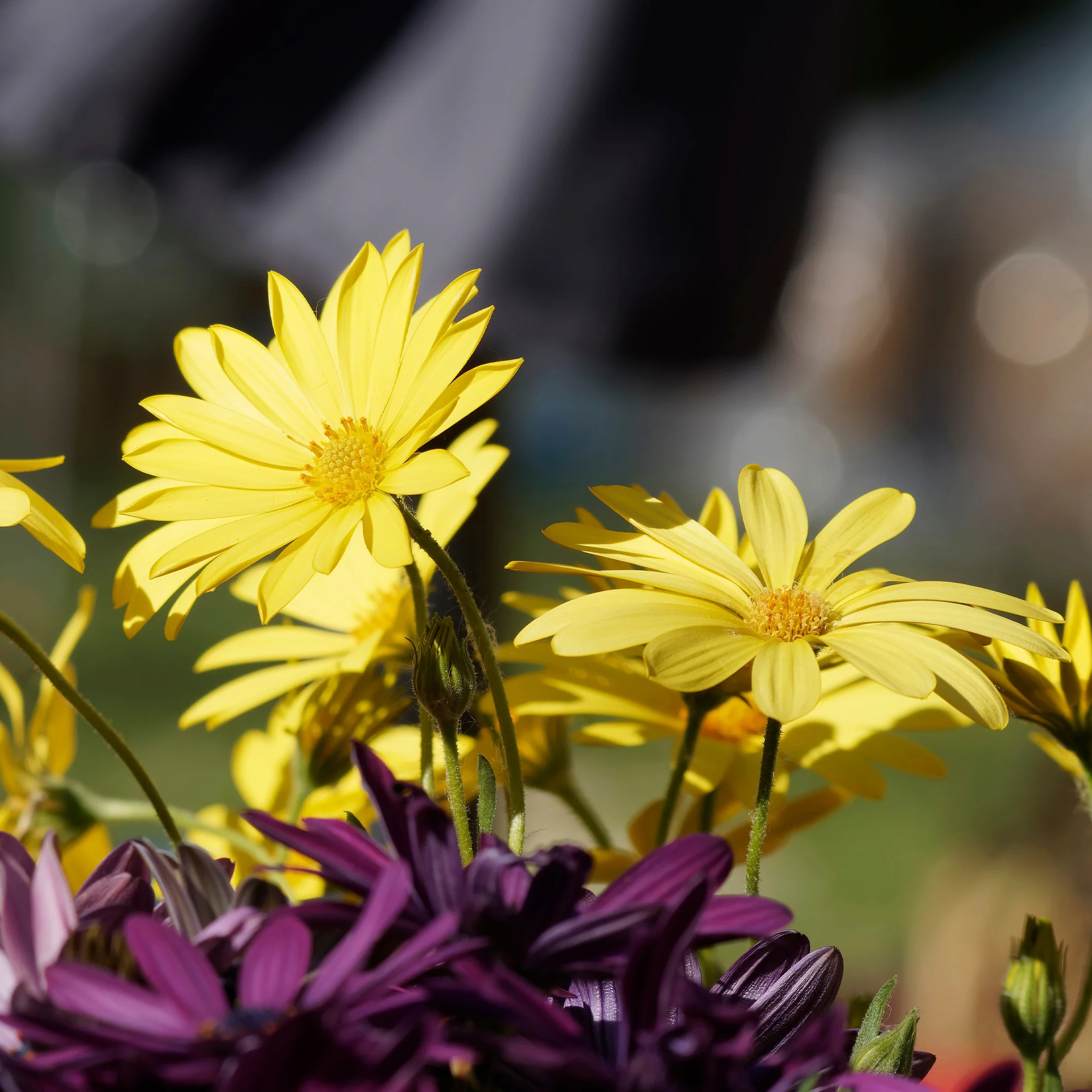 Gele kaapse margriet