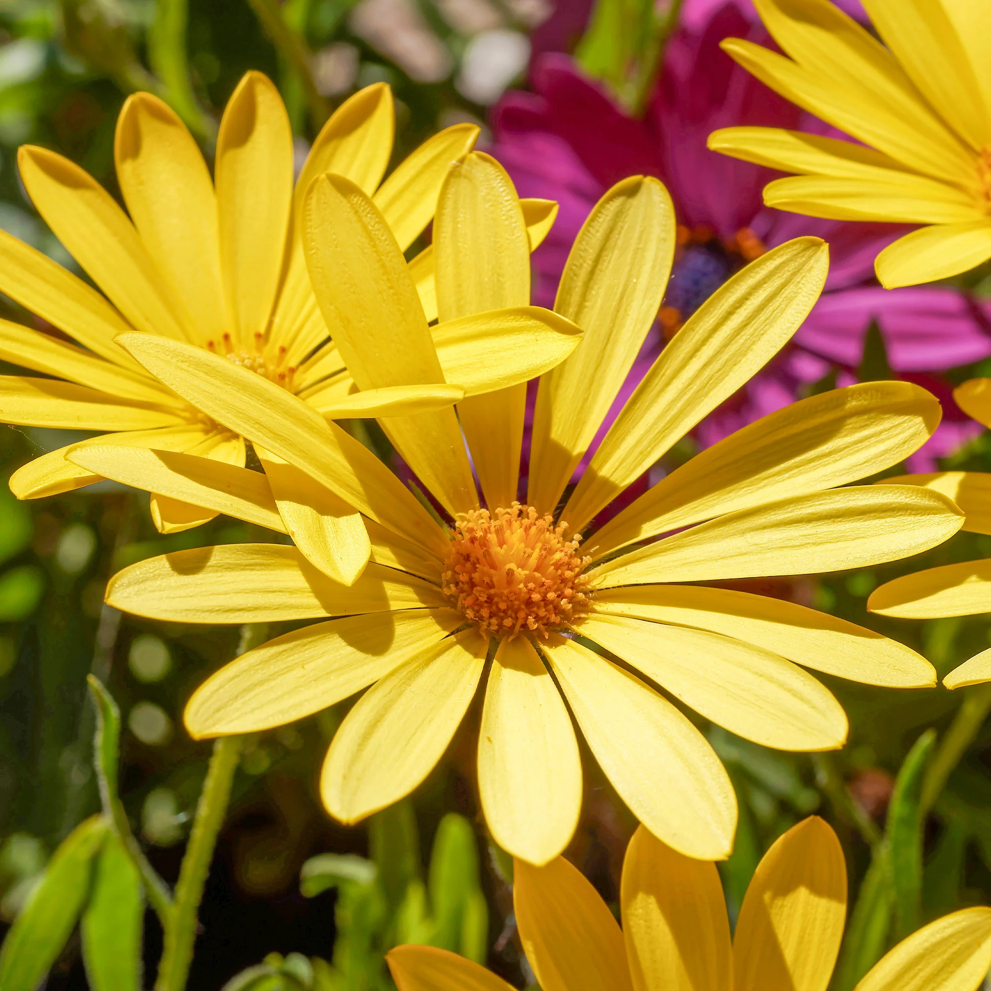 Gele kaapse margriet - Image 2