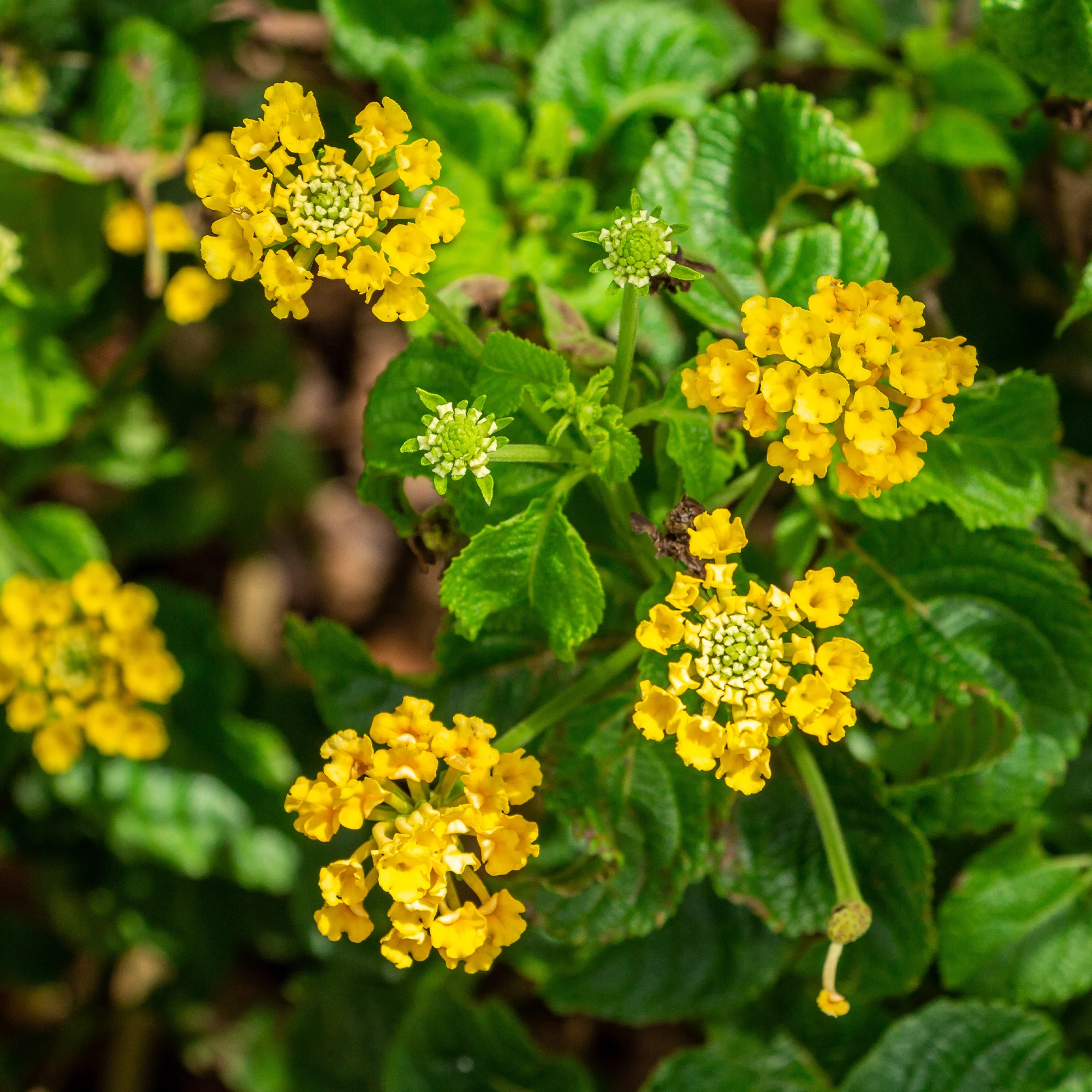 Gele Lantana - Wisselbloem - Image 2