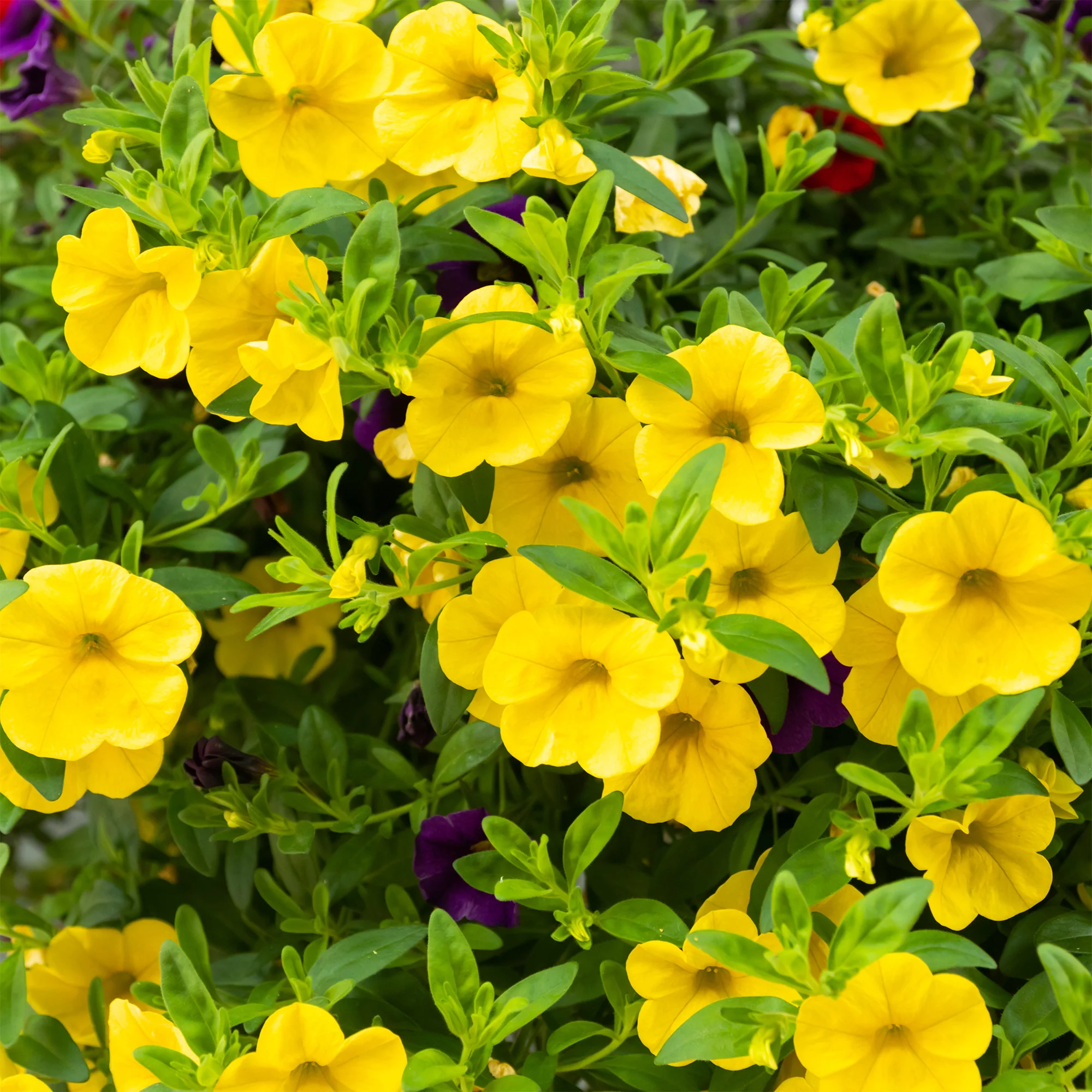 Gele mini-petunia (x3) - Image 2