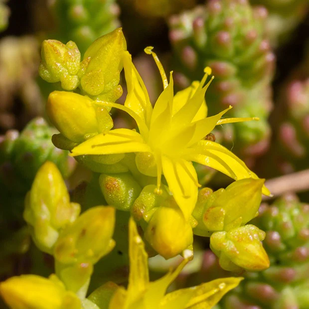 Gele muurpeper (x2) - Image 6