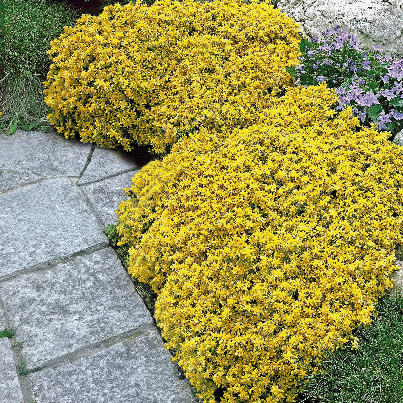 Gele muurpeper (x2) - Image 7