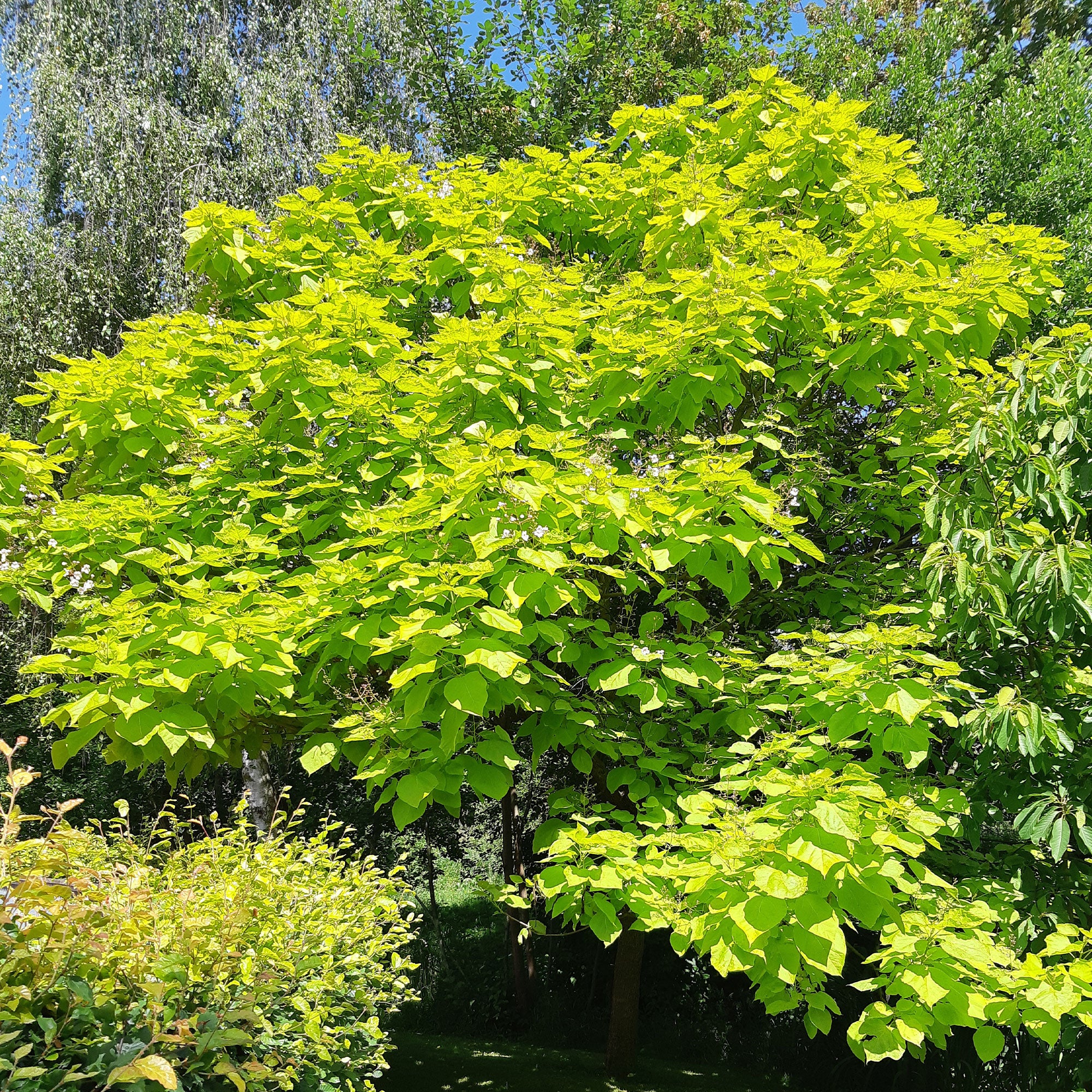Gele Trompetboom