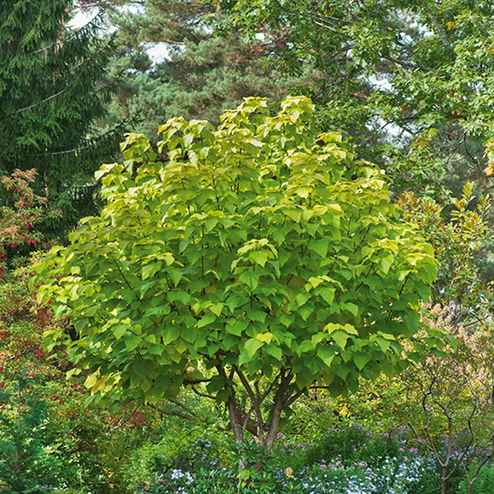 Gele Trompetboom - Image 2